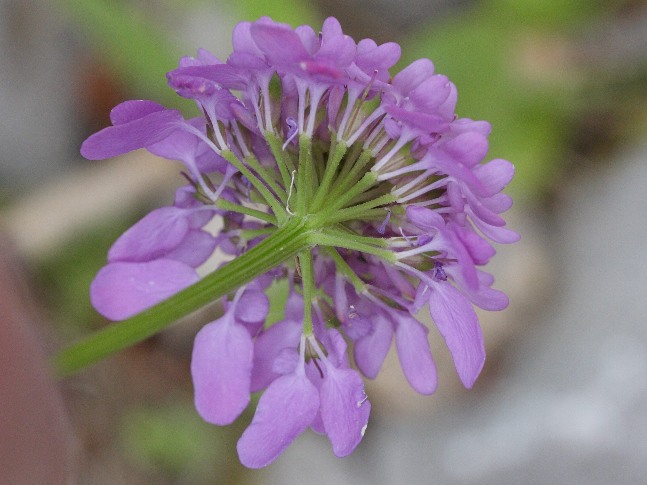Afficher le média iberis_umbellata6md iberis_umbellata6md