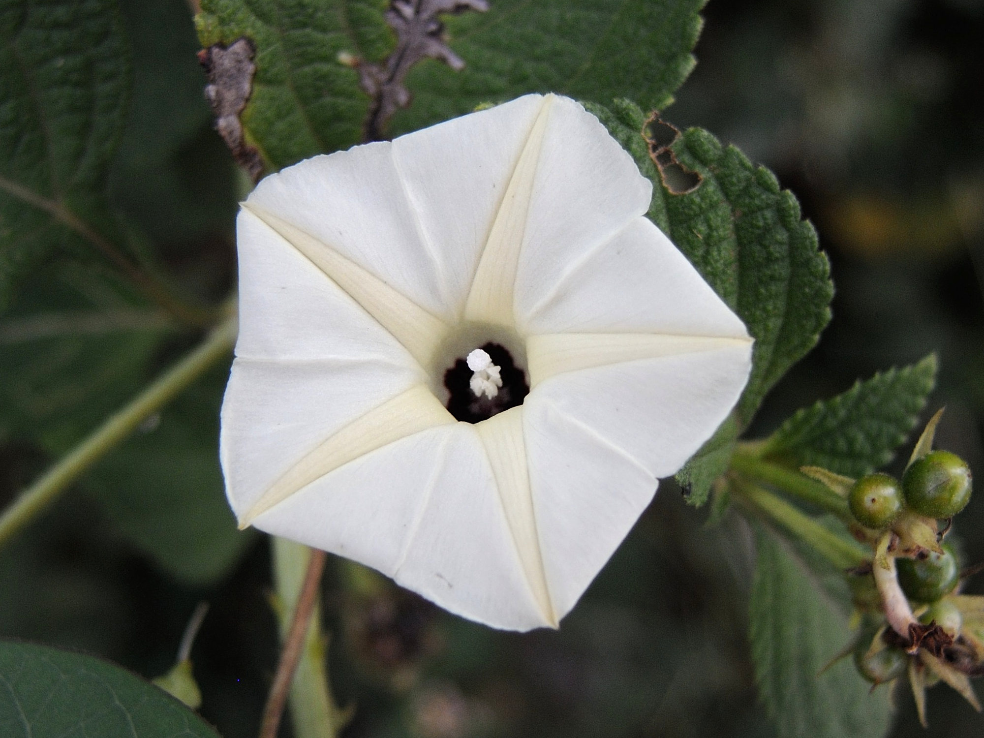 Afficher le média ipomoea_obscura4md ipomoea_obscura4md