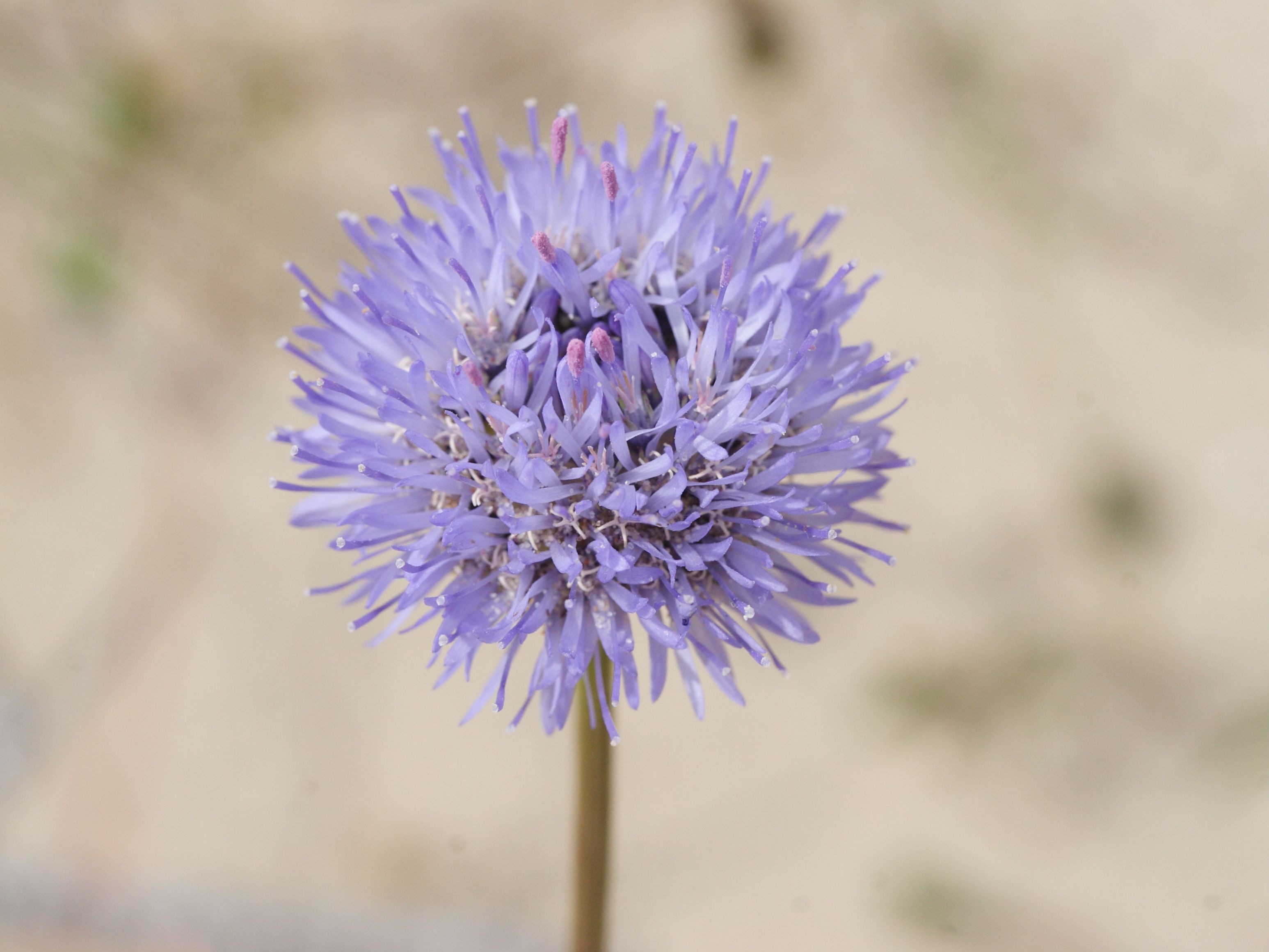 Afficher le média jasione_montana2md jasione_montana2md