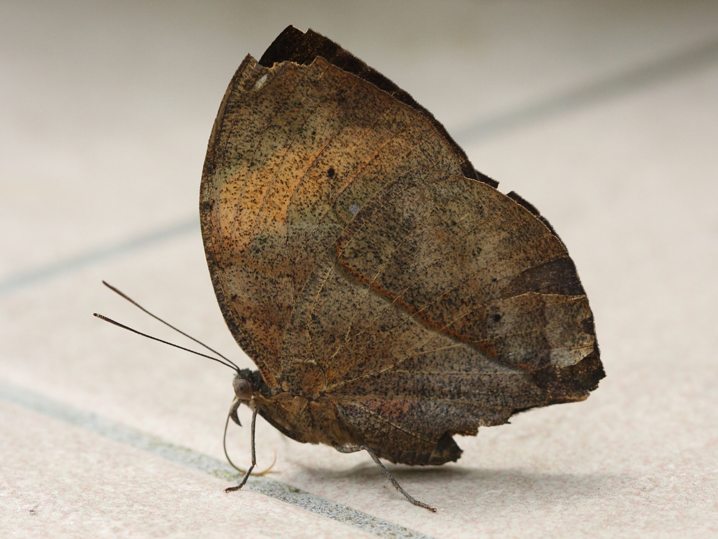 Afficher le média kallima_paralekta1bd kallima_paralekta1bd