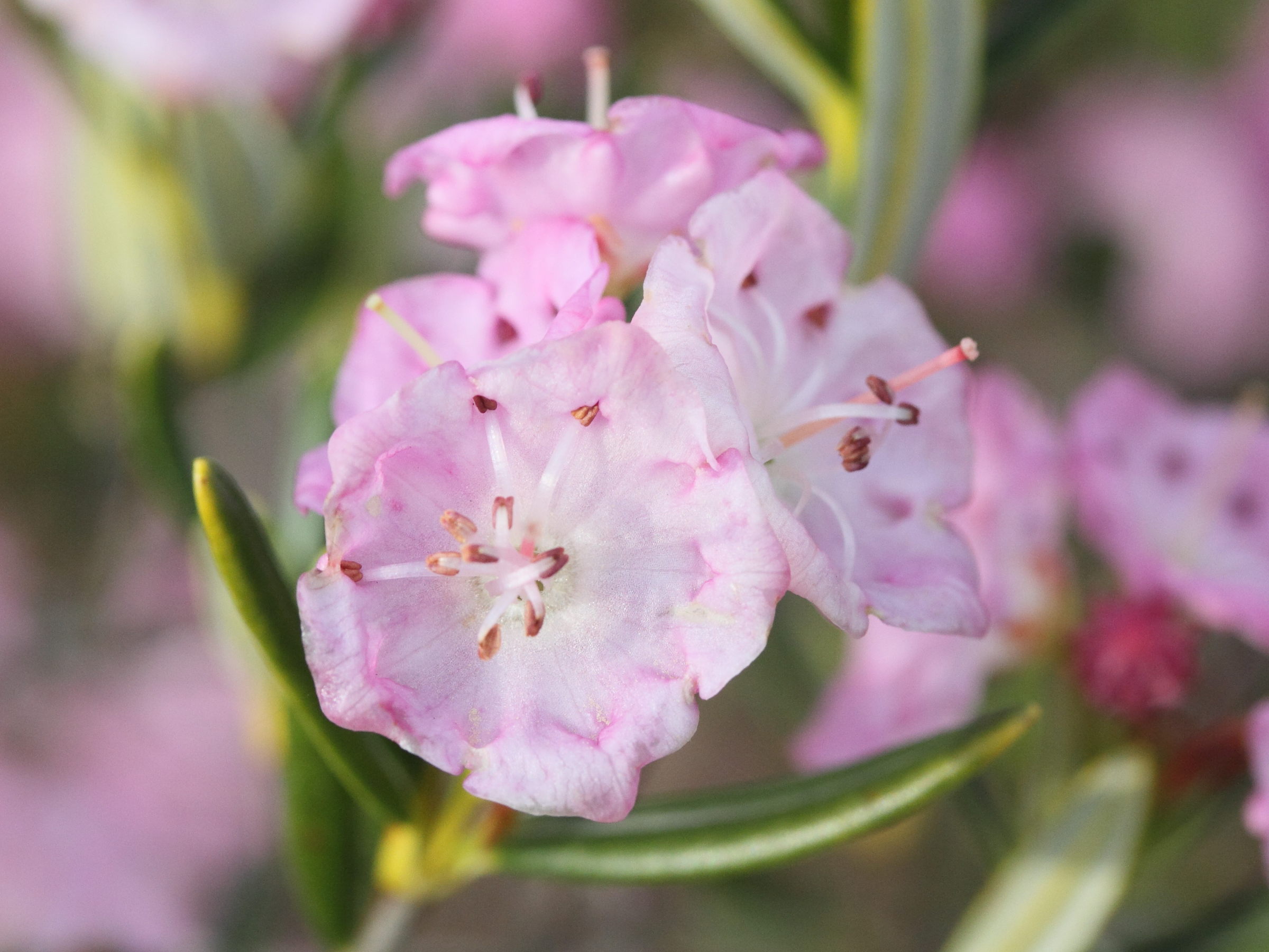 Afficher le média kalmia_polifolia2md kalmia_polifolia2md