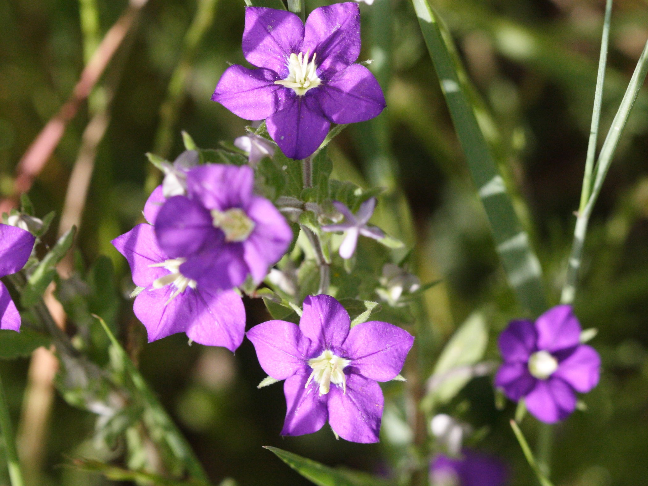 Afficher le média legousia_speculum-veneris1md legousia_speculum-veneris1md