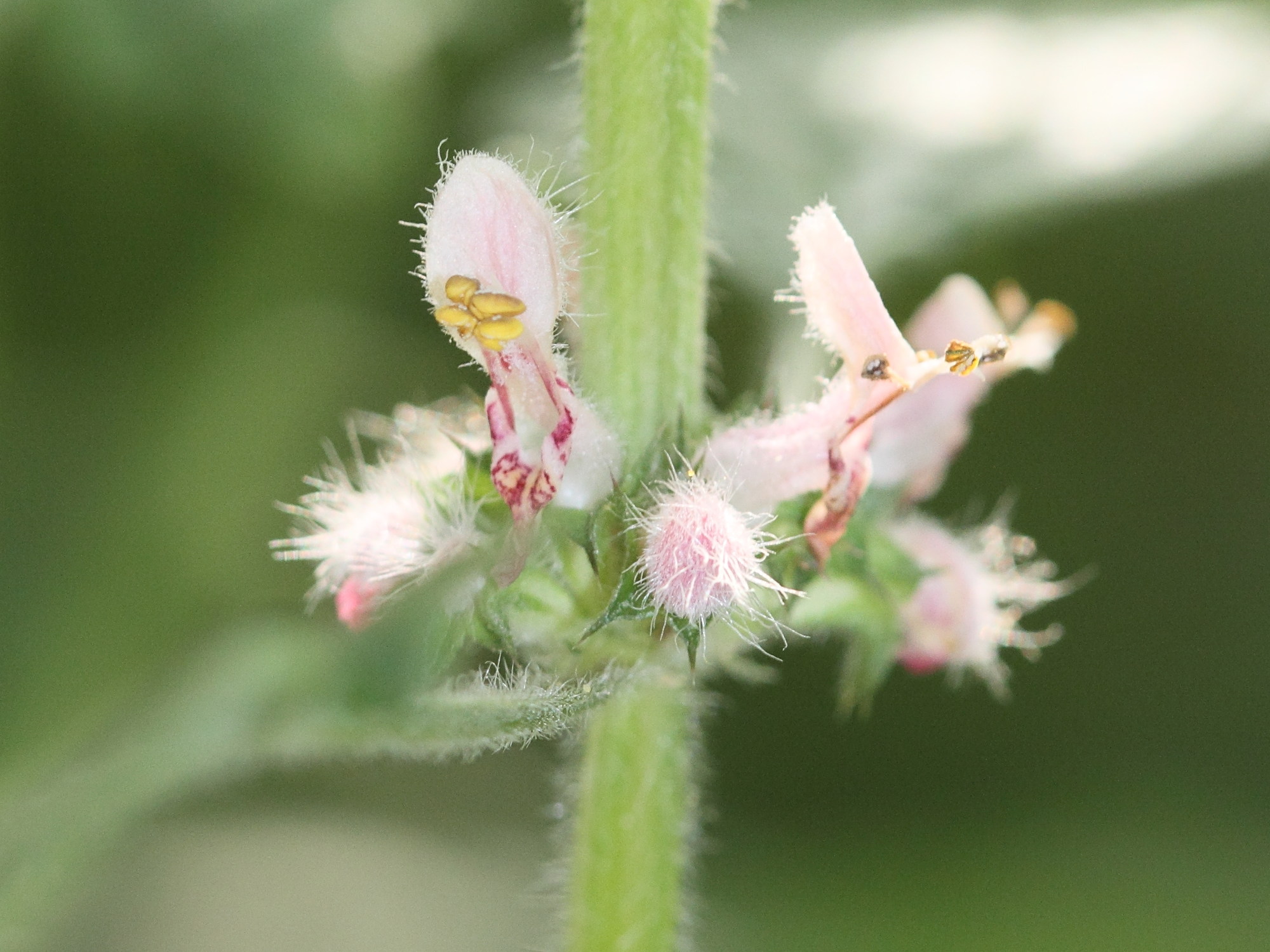 leonurus_cardiaca3md