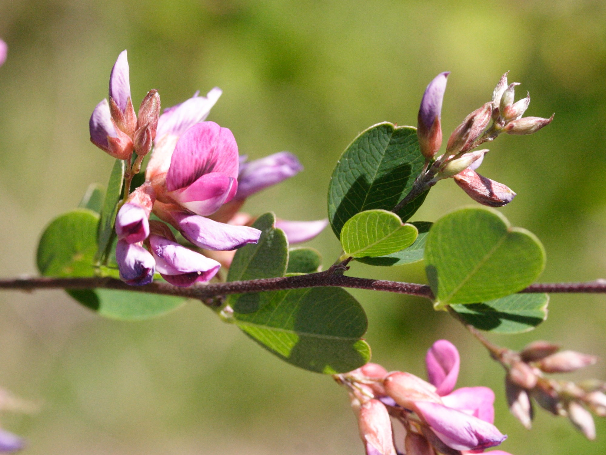 Afficher le média lespedeza_bicolor2md lespedeza_bicolor2md