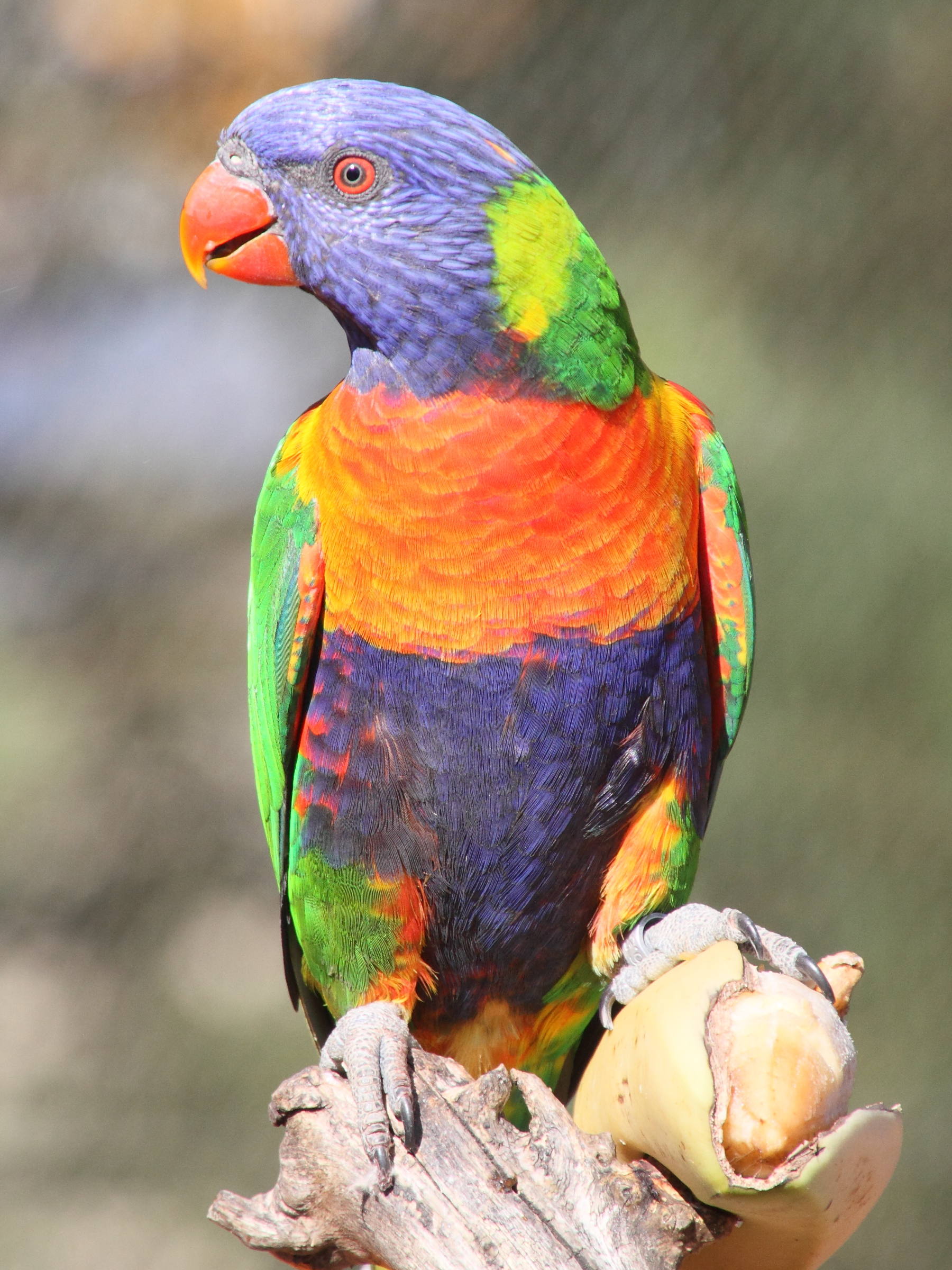 loriquet_de_swainson_-_trichoglossus_moluccanus4md