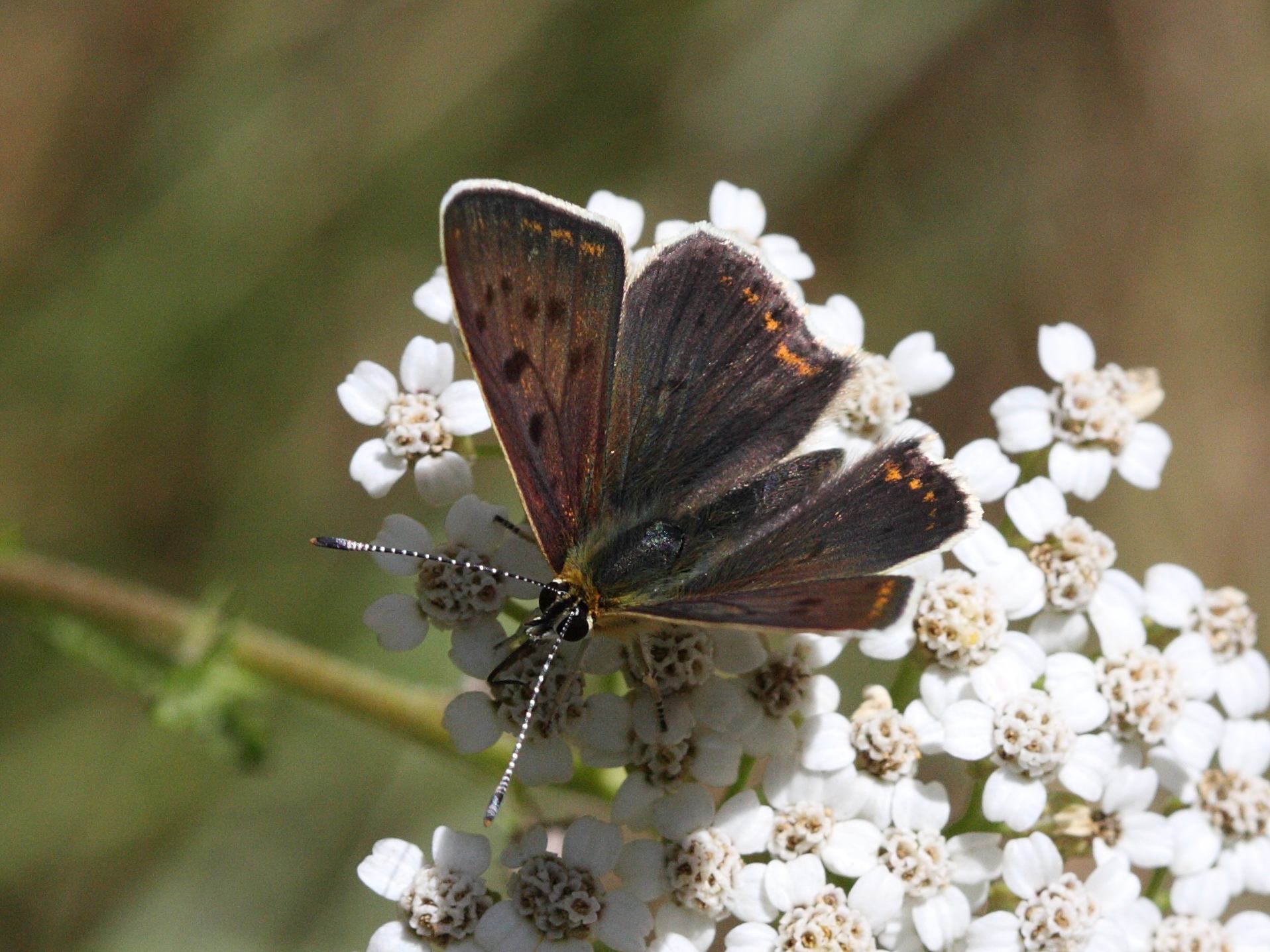 lycaena_tityrus1bd