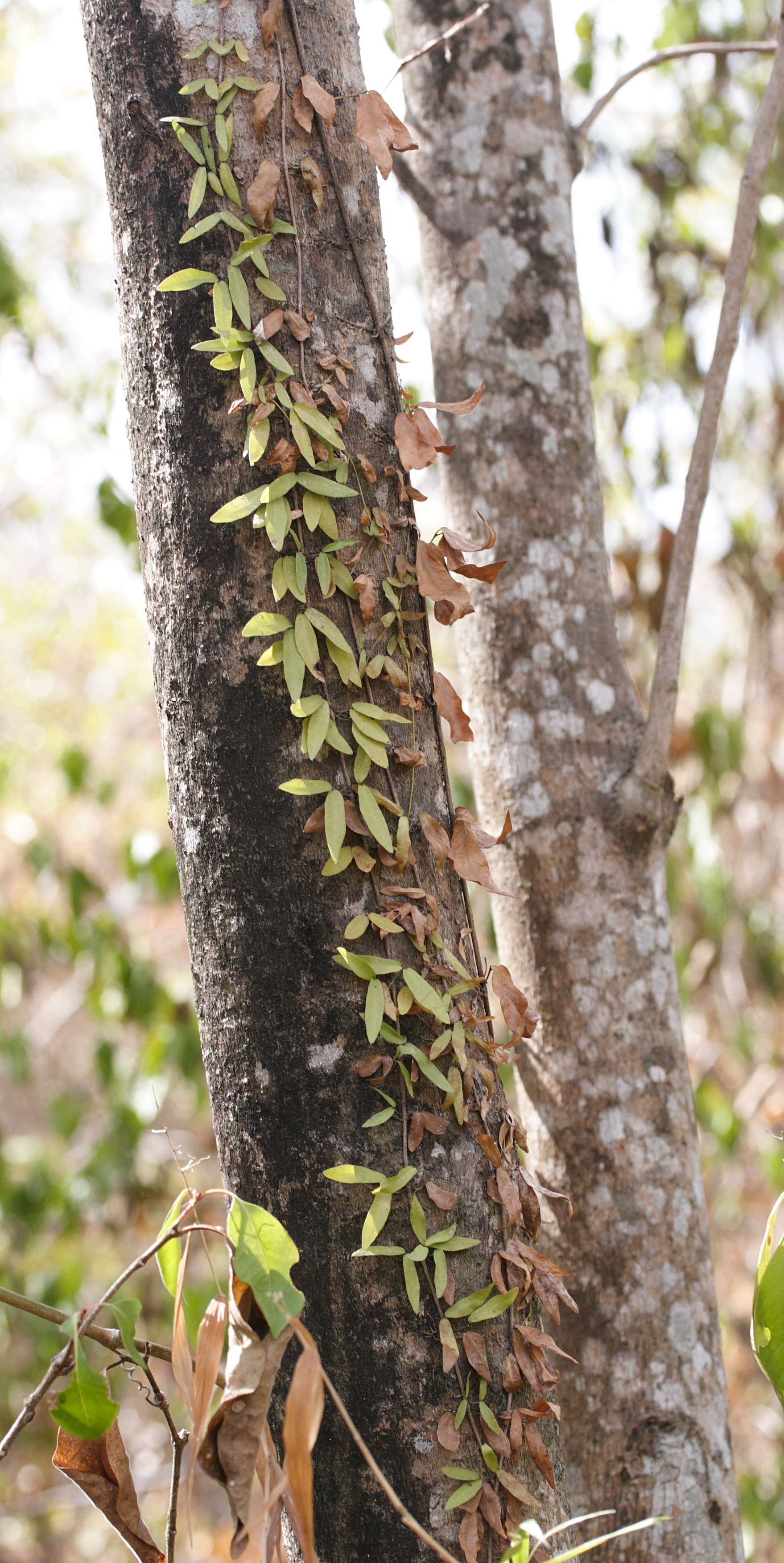 macfadyena_unguis-cati5md