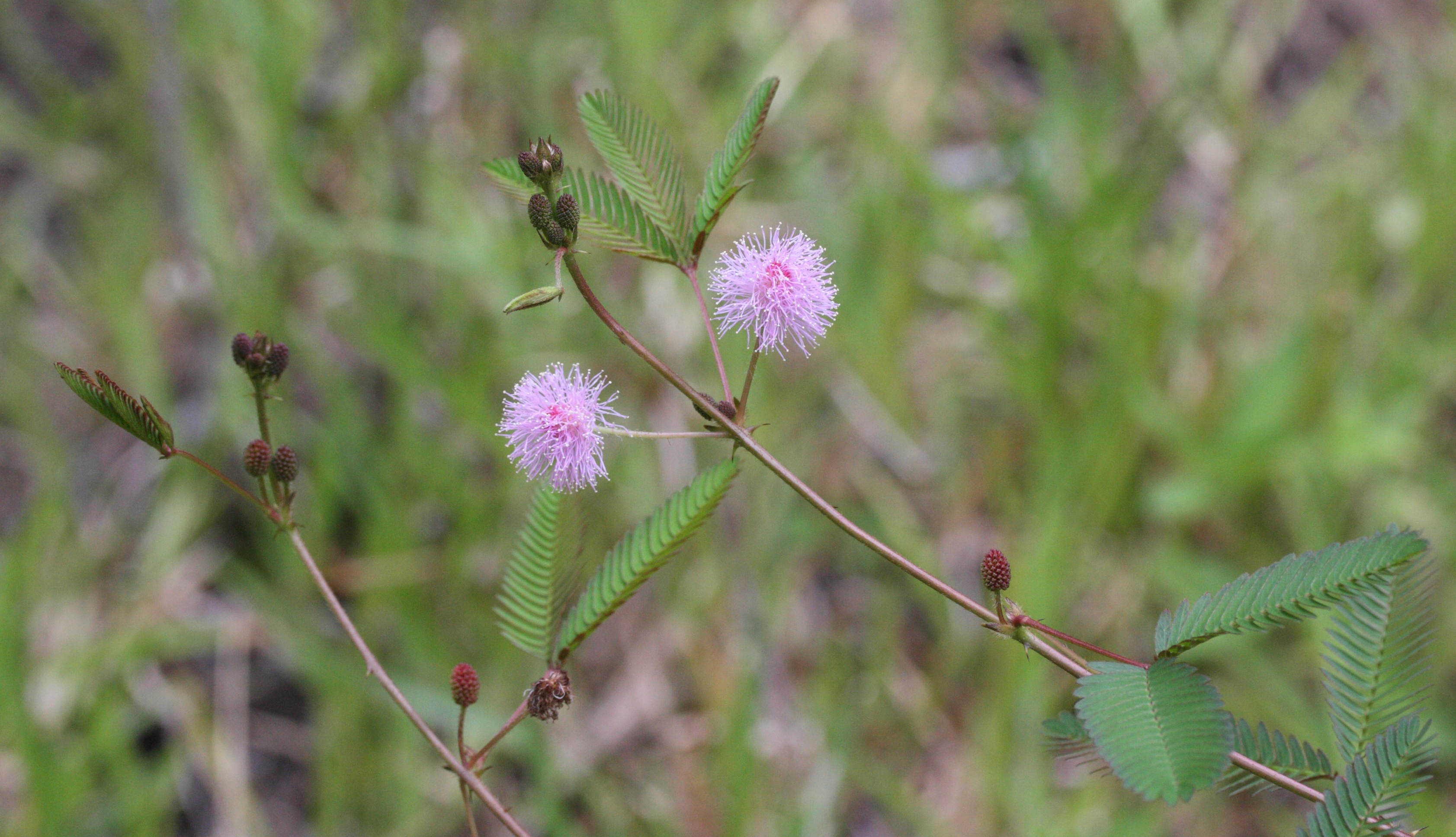 mimosa_pudica2md