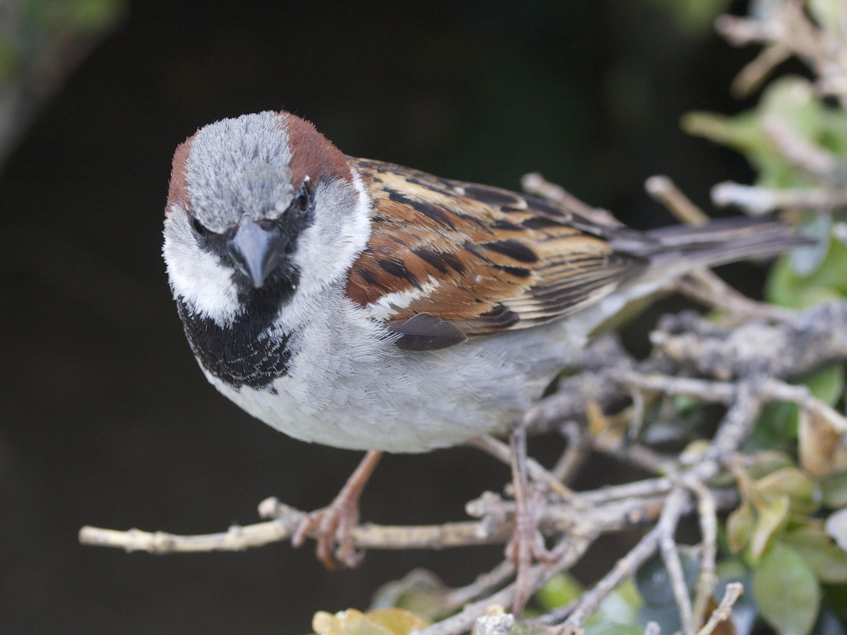 moineau_domestique_-_passer_domesticus5bd