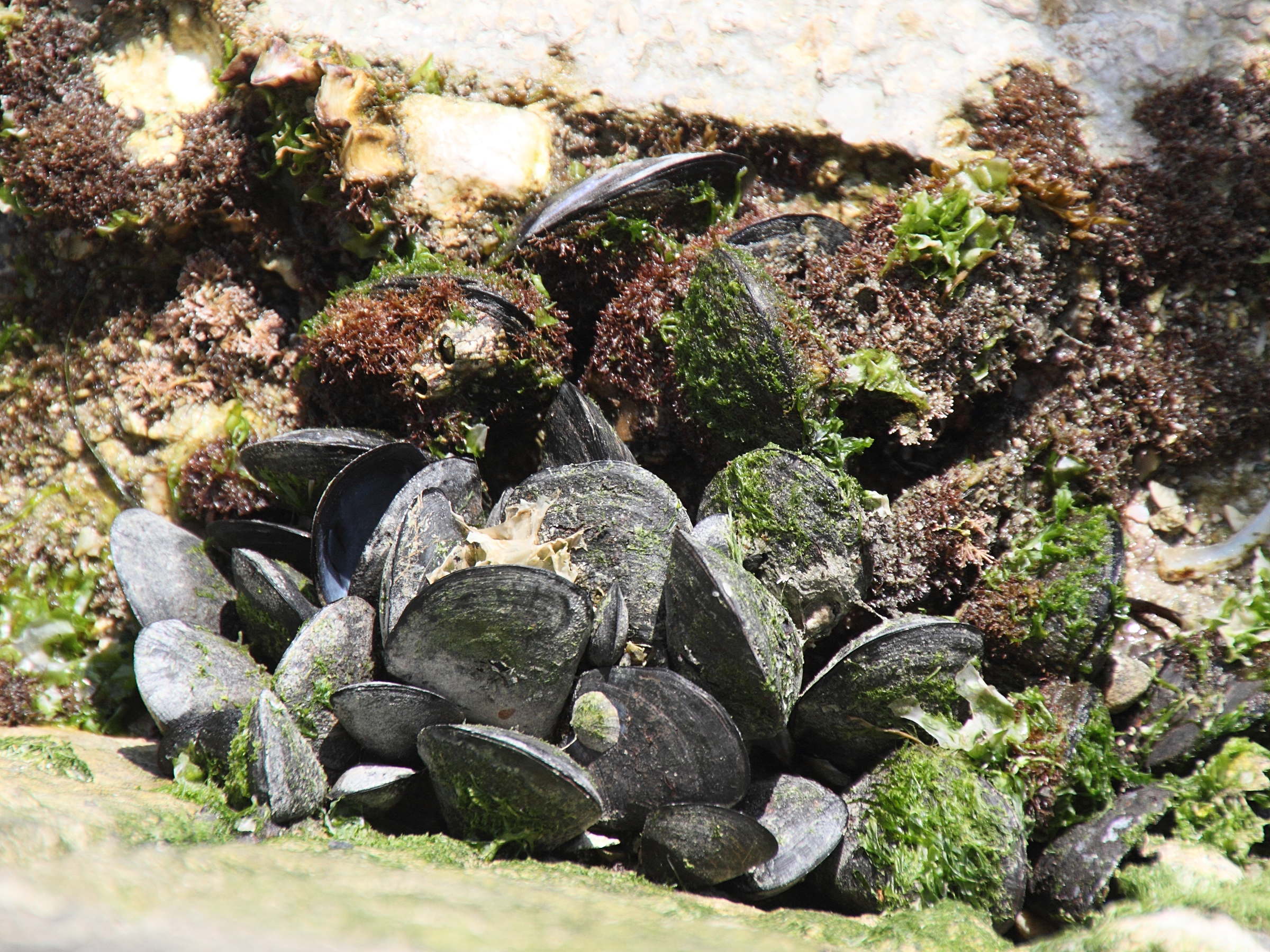 mytilus_galloprovincialis2md