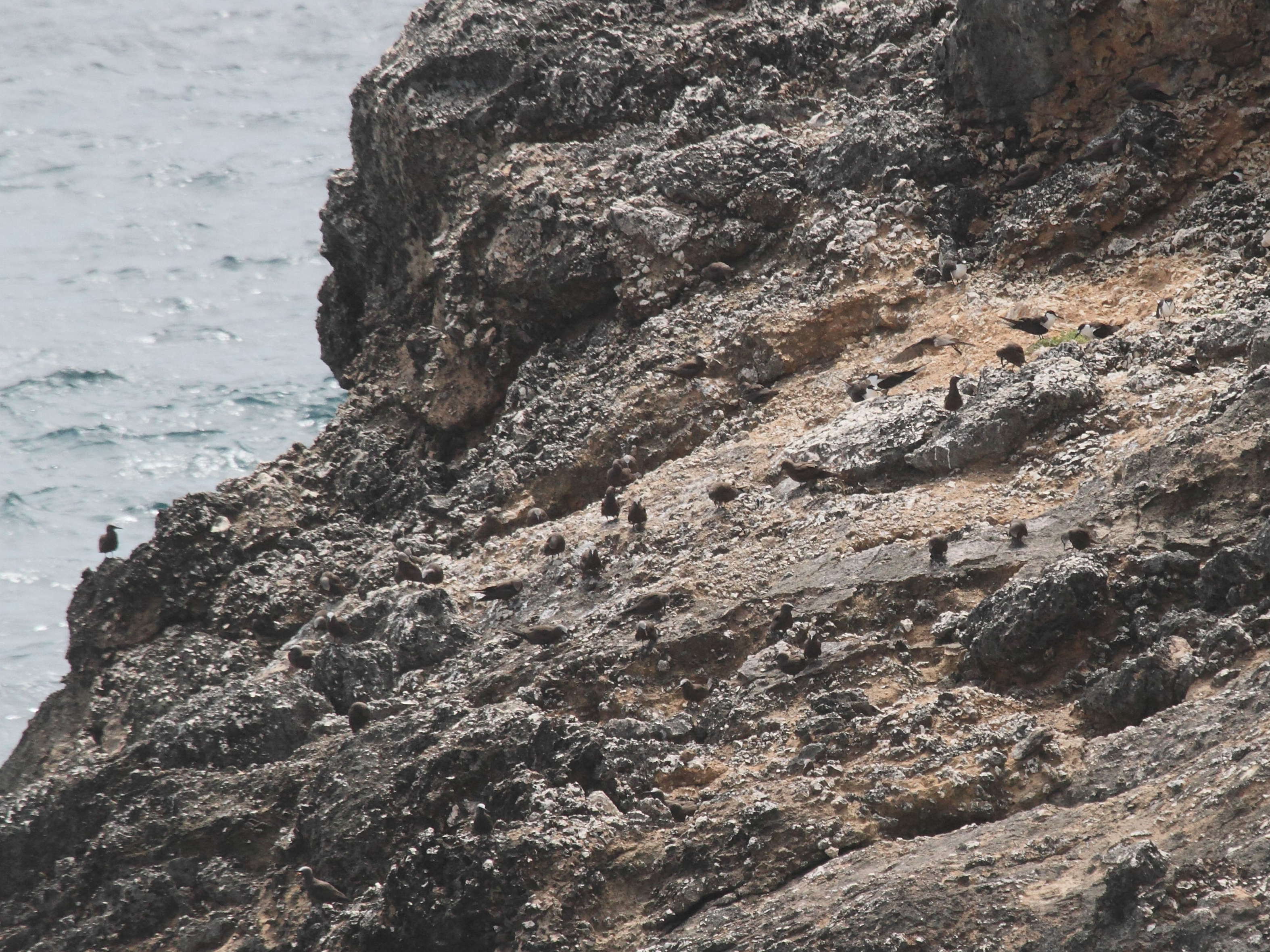 noddi_brun_-_anous_stolidus2bd