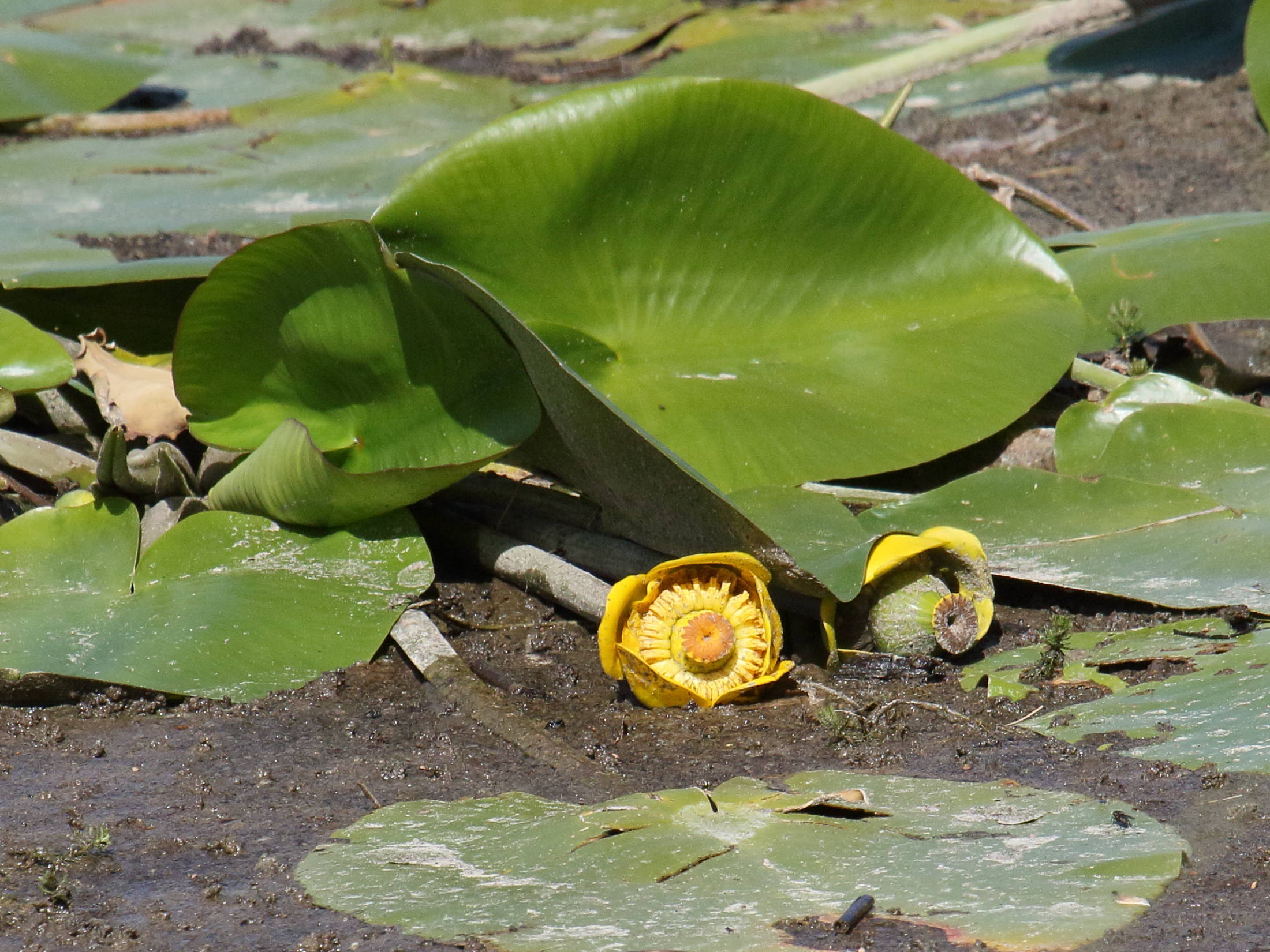 nuphar_lutea6bd