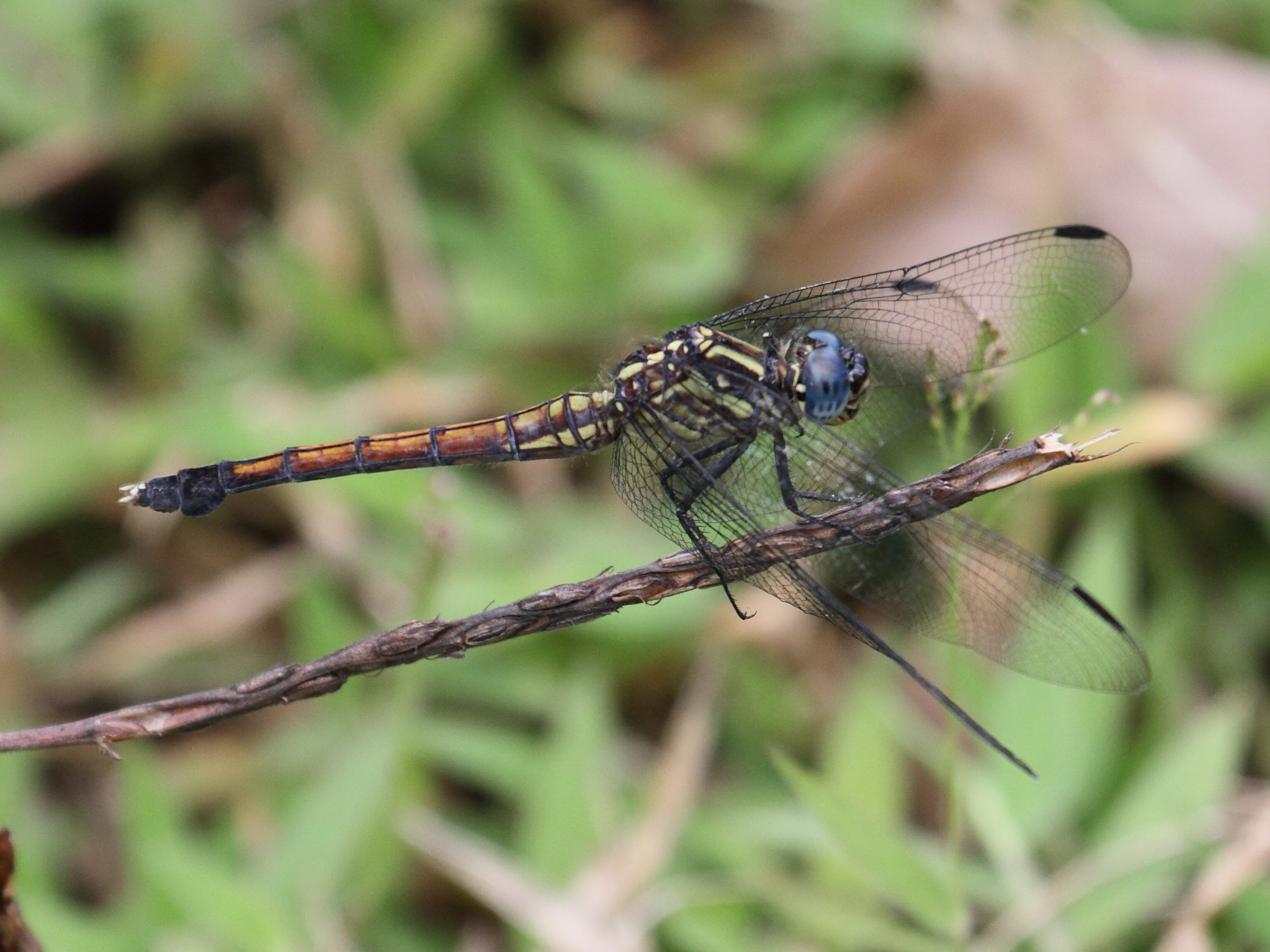 orthetrum_azureum5bd