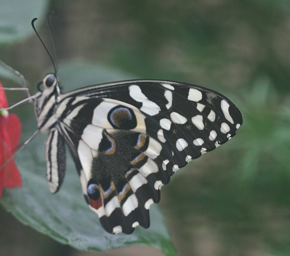papilio_demodocus1bd