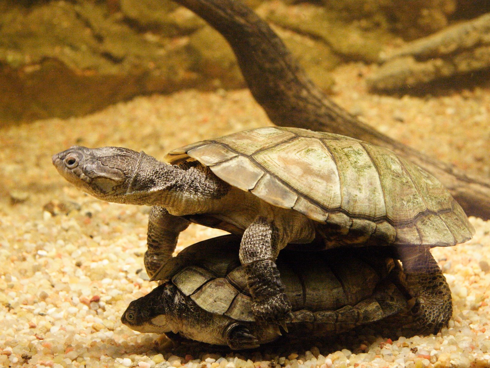 pelomedusa_subrufa5md