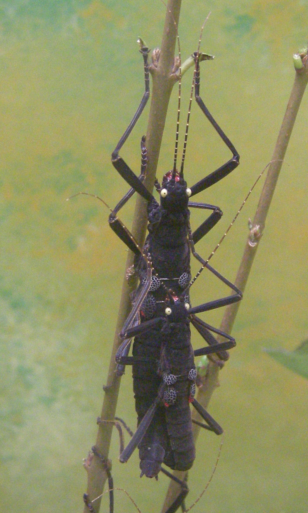 peruphasma_schultei2bd