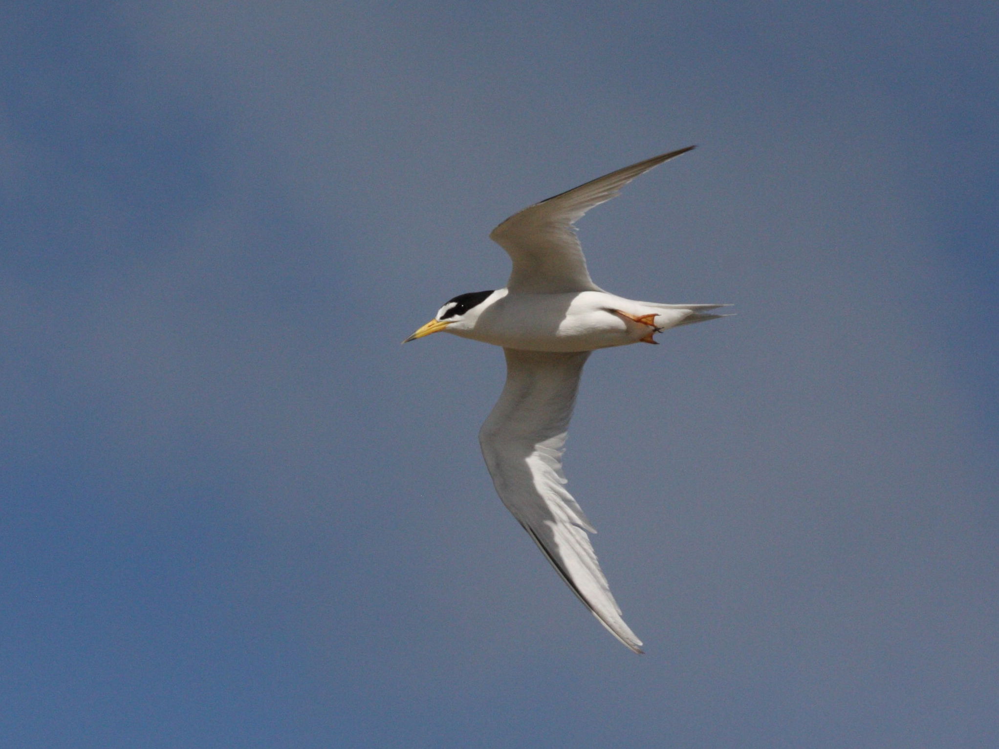 petite_sterne_-_sterna_antillarum1md