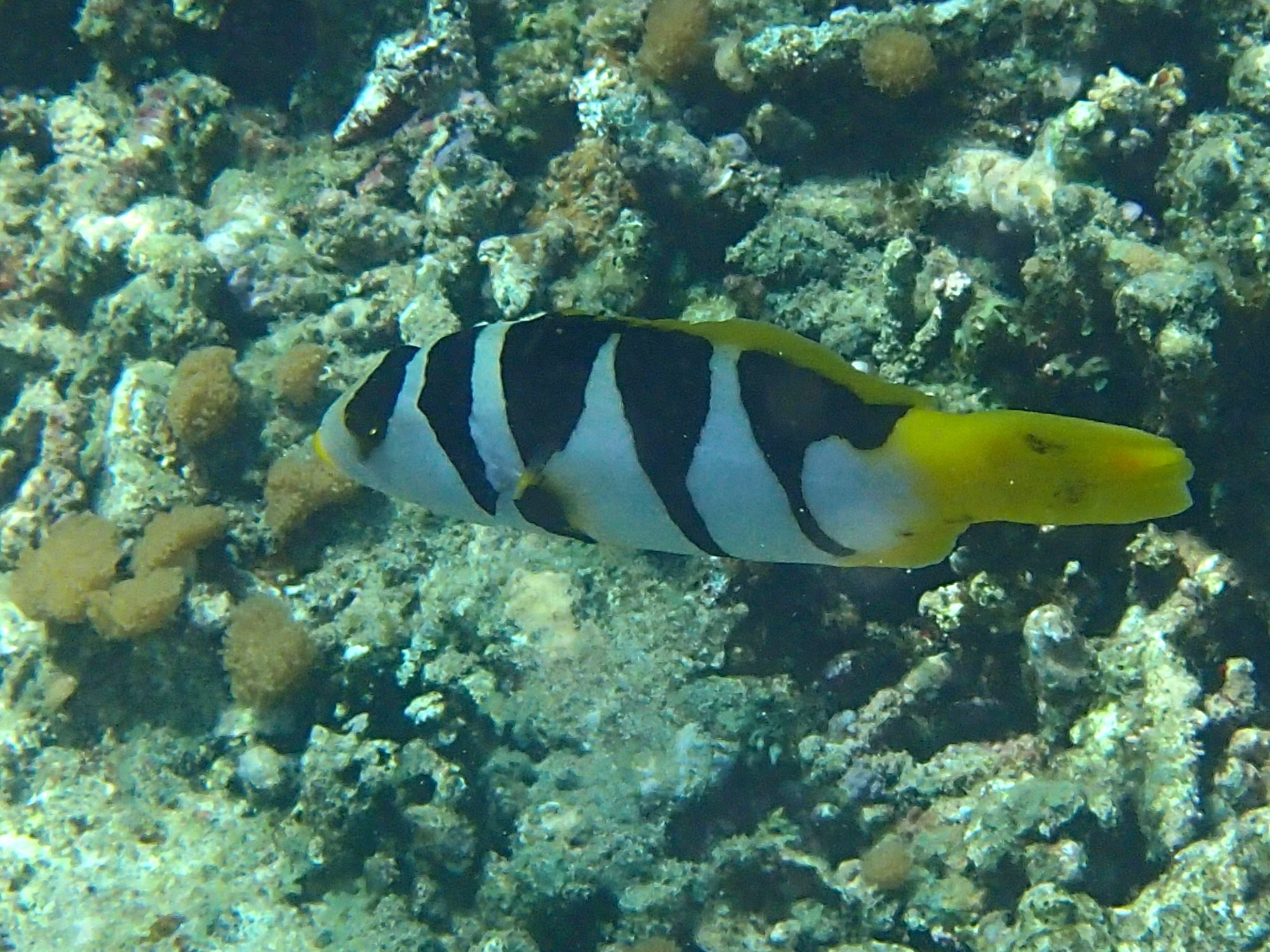 plectropomus_laevis1bd