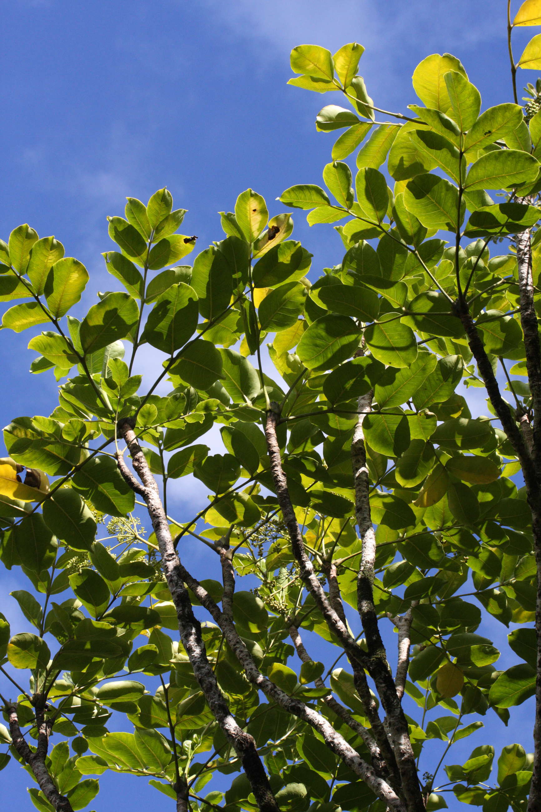 polyscias_repanda1md