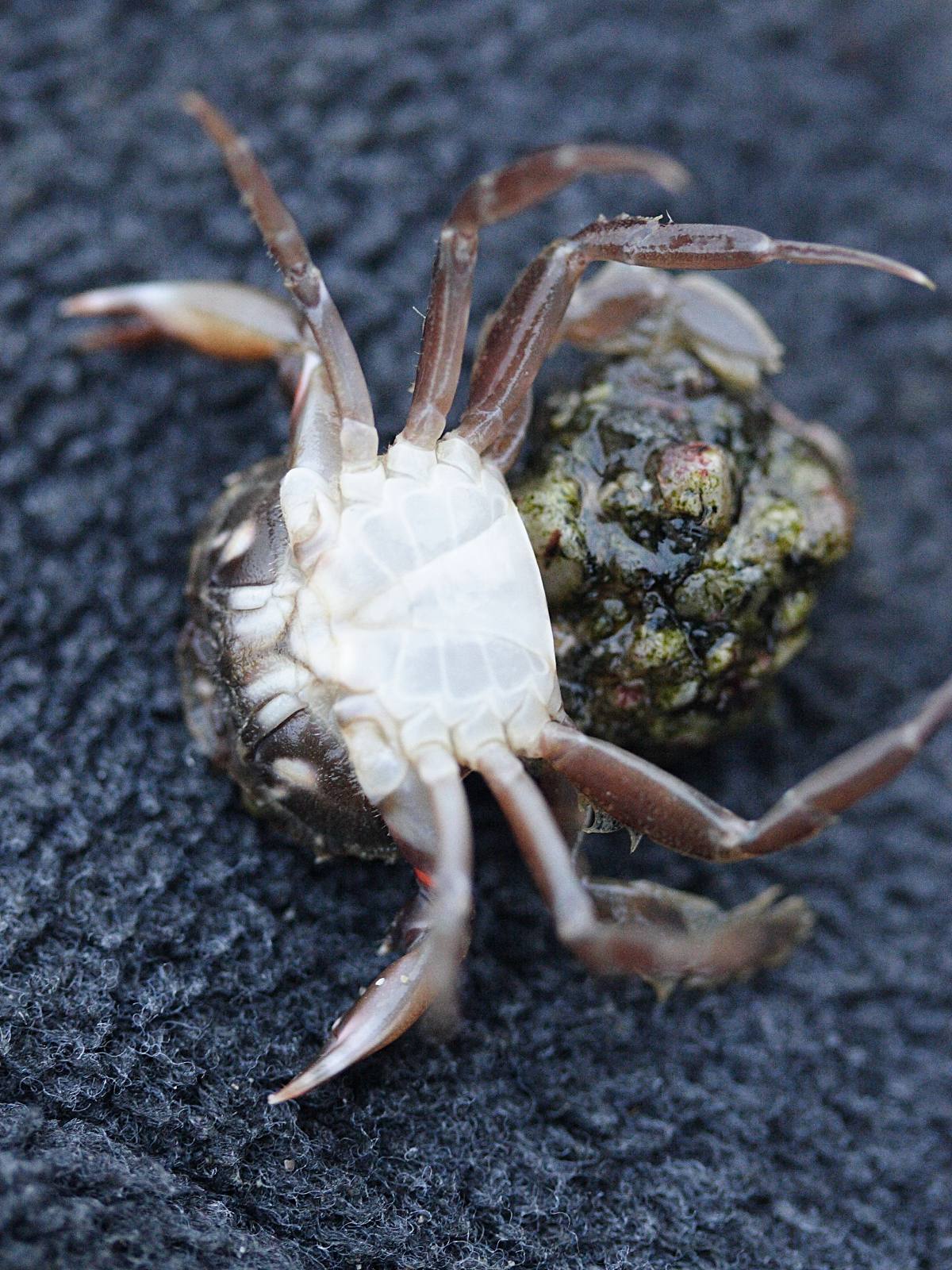 portumnus_latipes2md