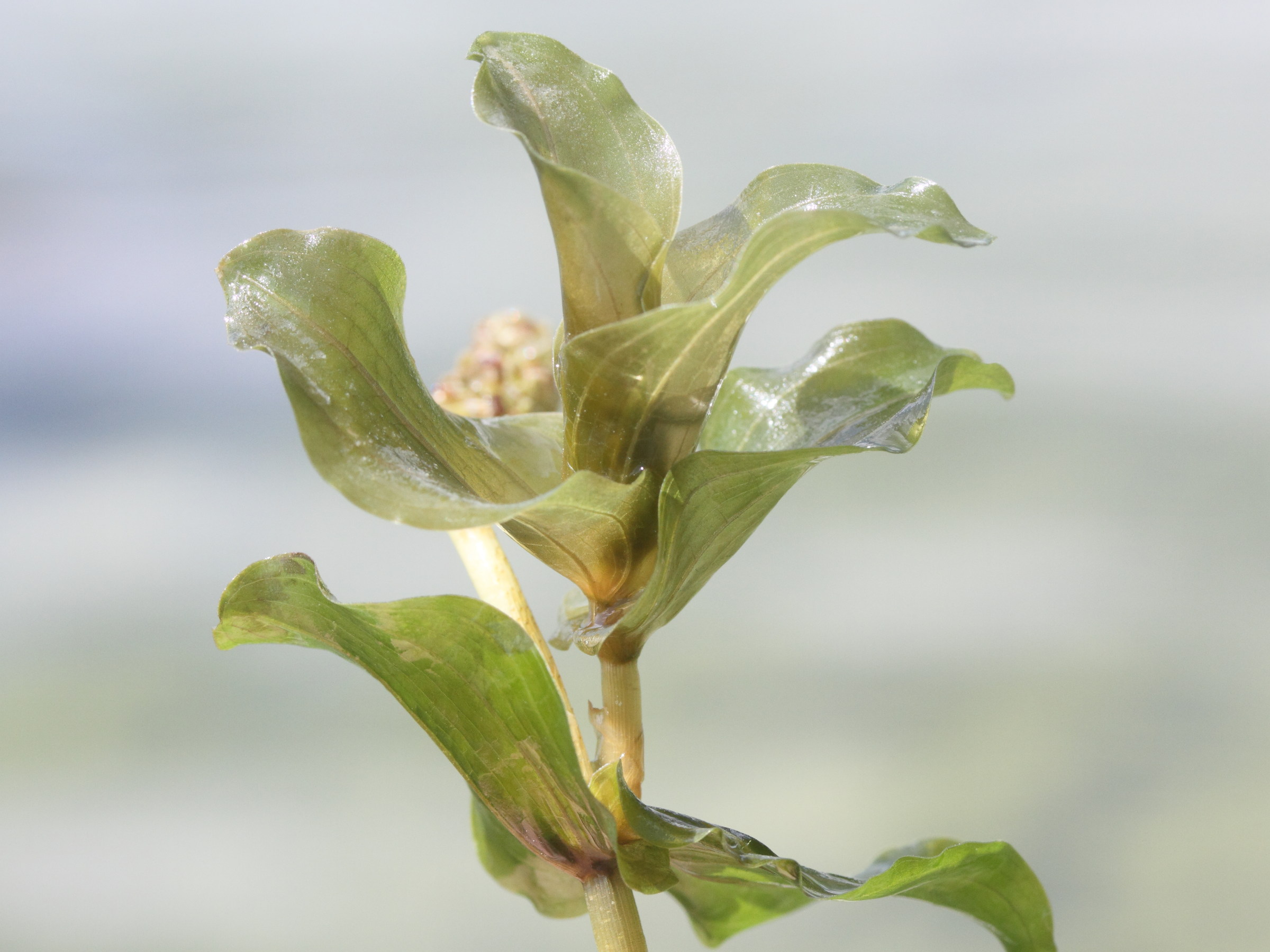 potamogeton_perfoliatus4md