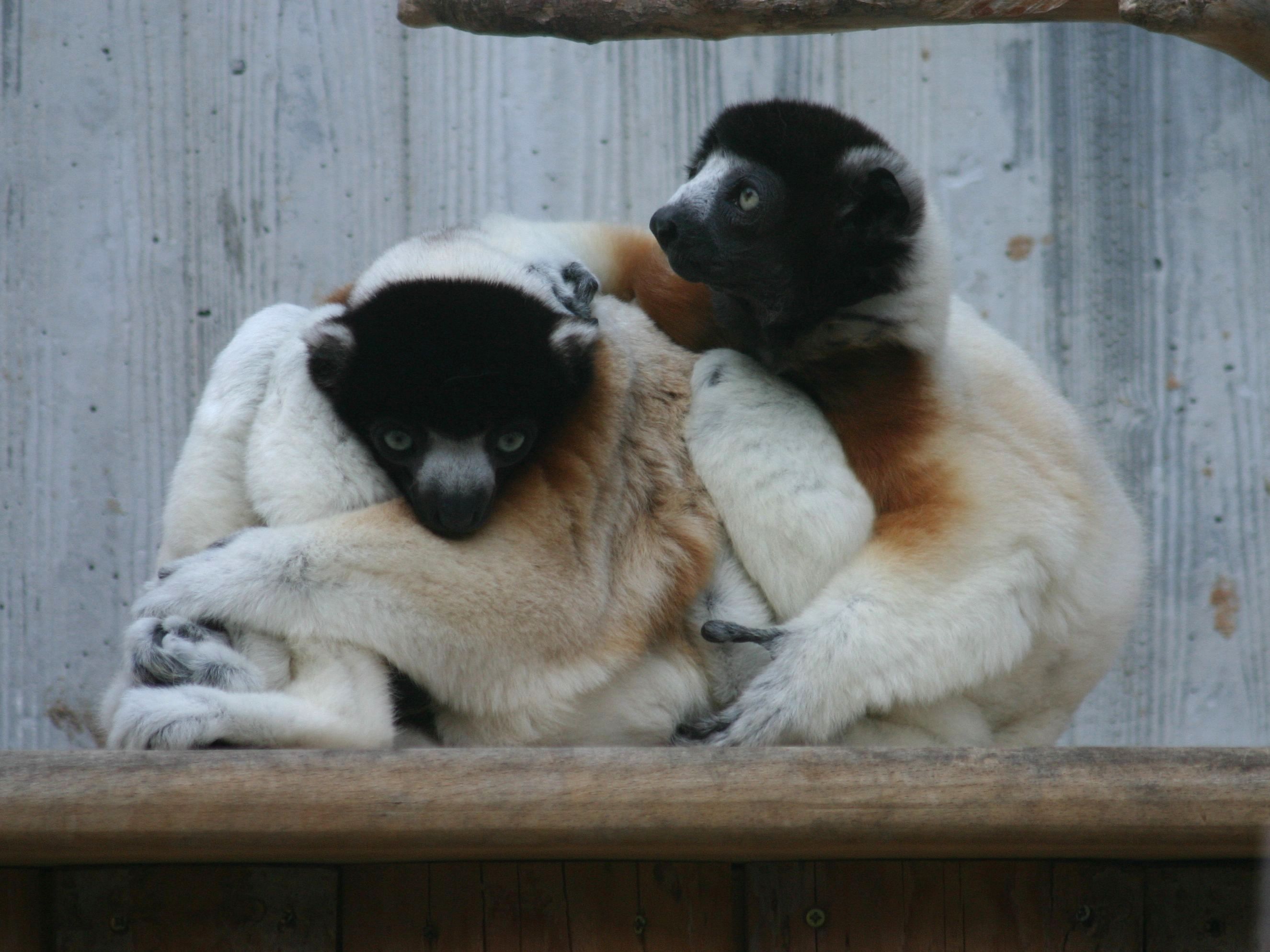 propithecus_coronatus2sd