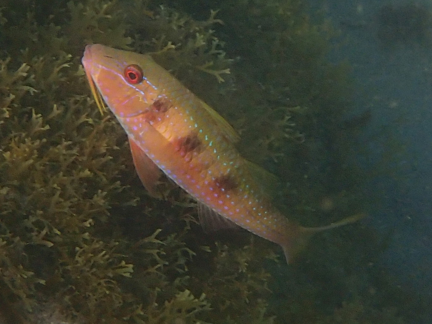 pseudupeneus_maculatus2sd