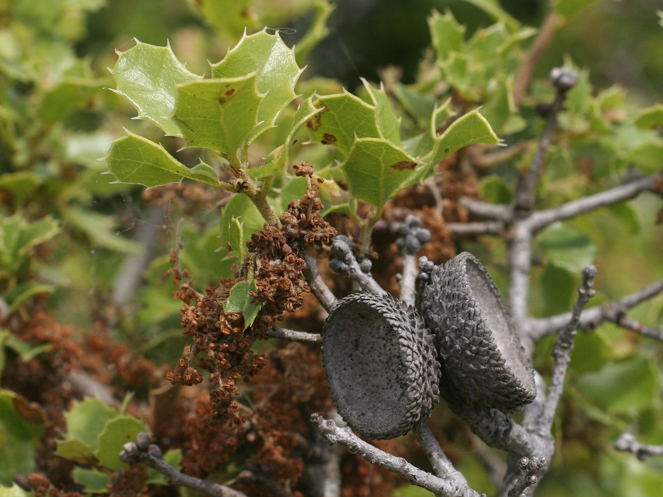 quercus_coccifera2bmd