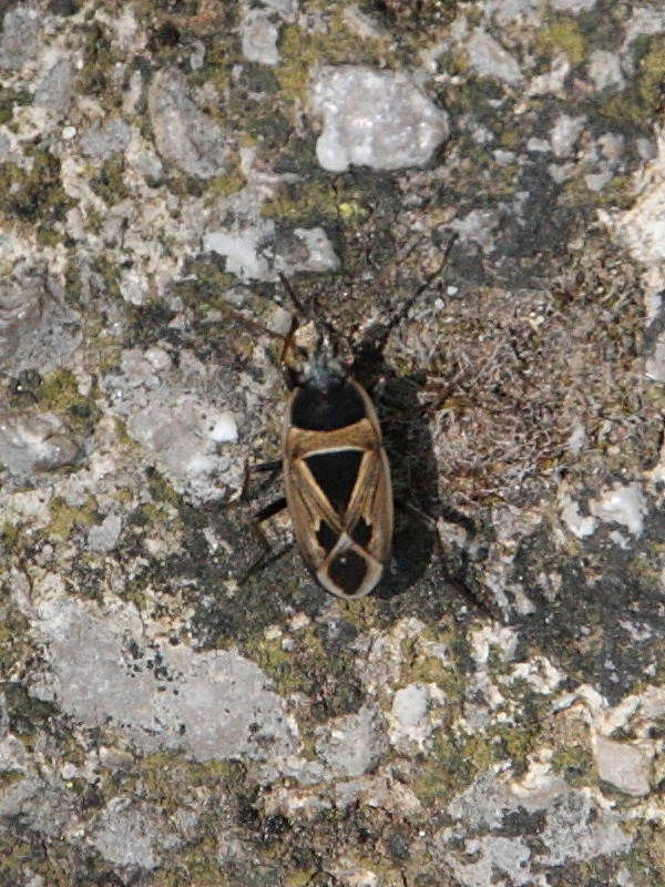 rhyparochromus_phoeniceus1bd