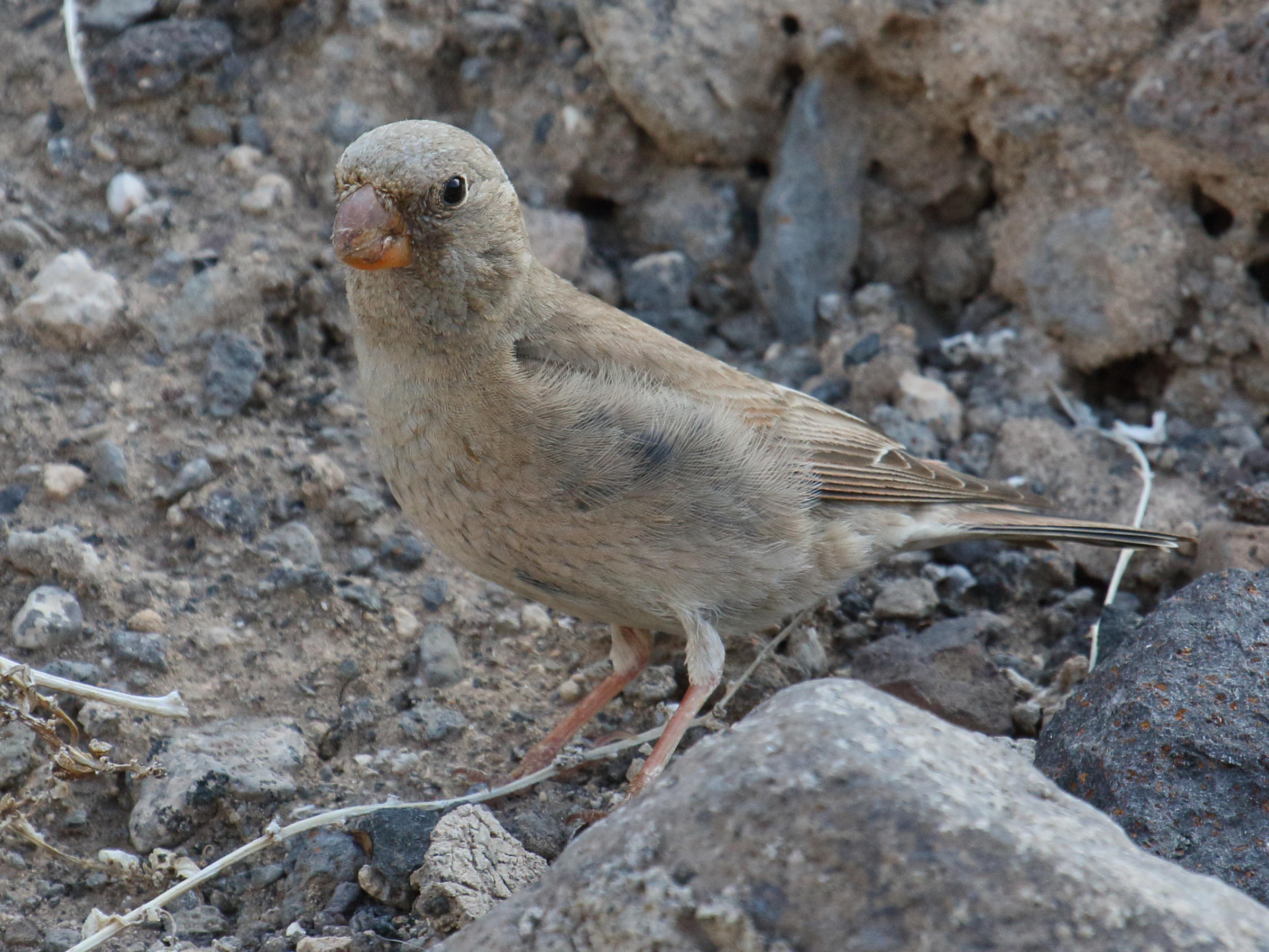 roselin_githegine_-_bucanetes_githagineus5bd