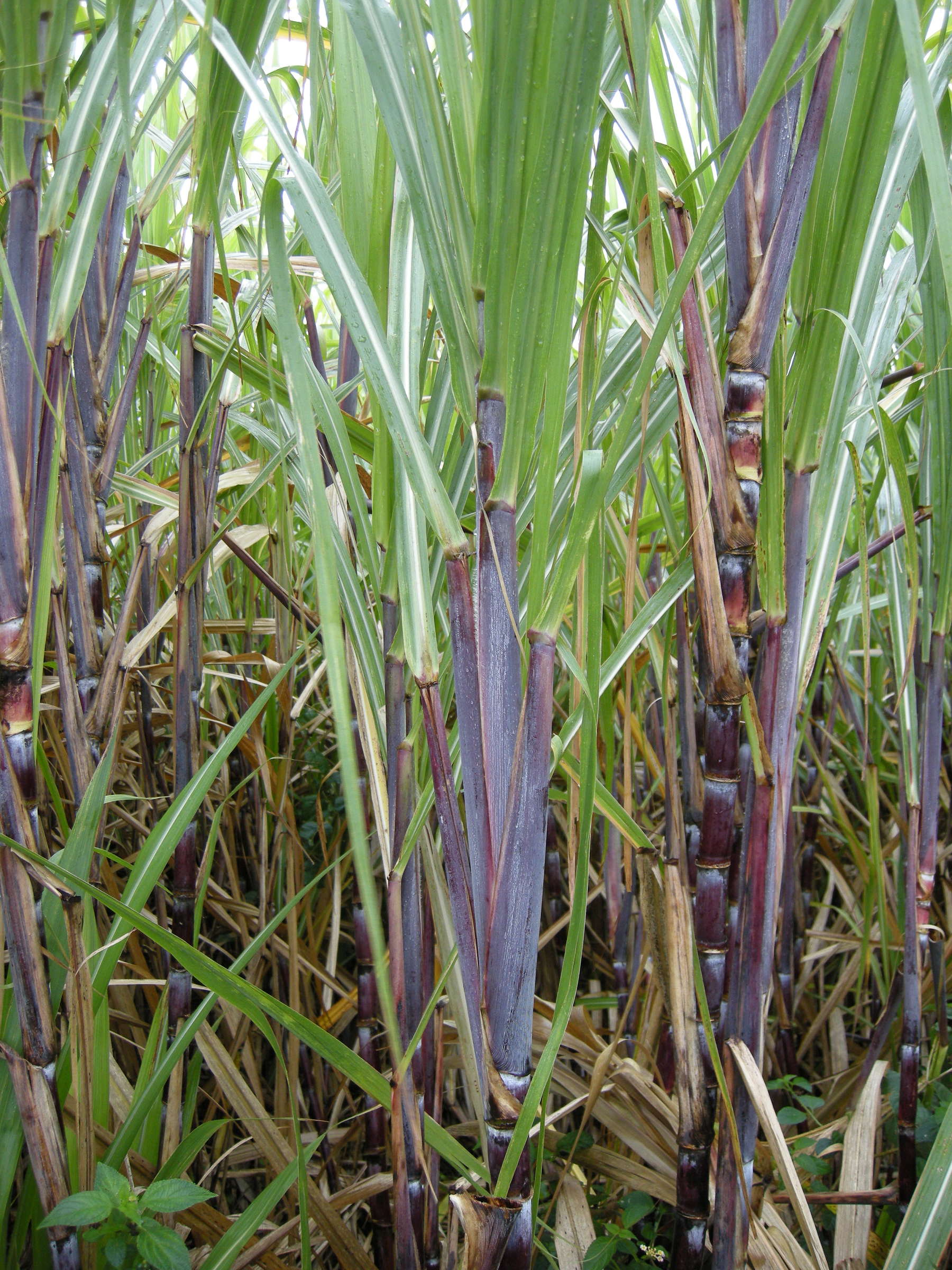 saccharum_officinarum2md