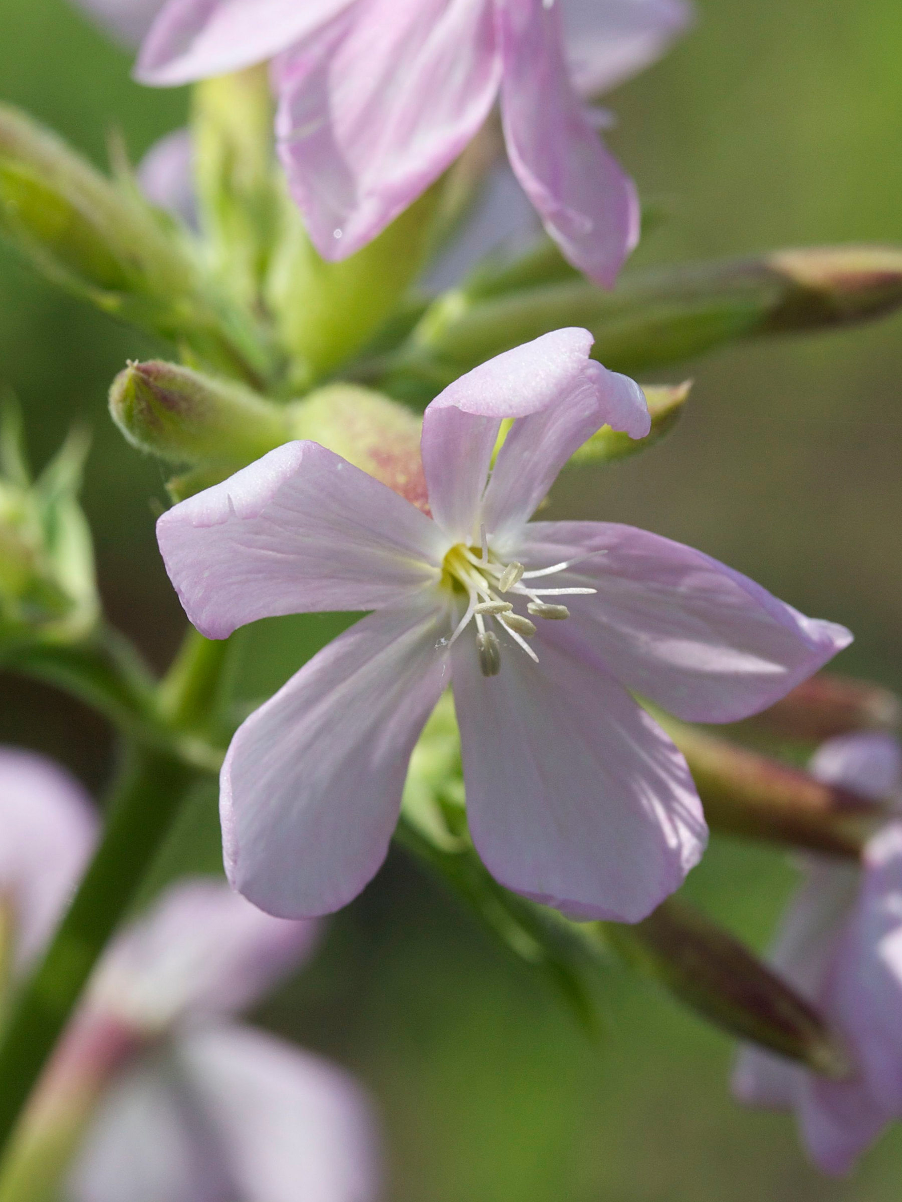 Afficher le média saponaria_officinalis4md saponaria_officinalis4md