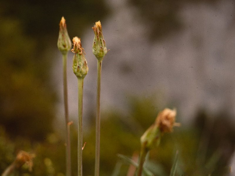 scorzonera_austriaca2mcf