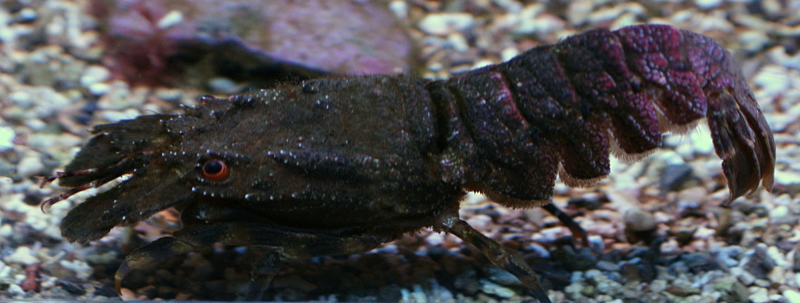 scyllarides_latus3md