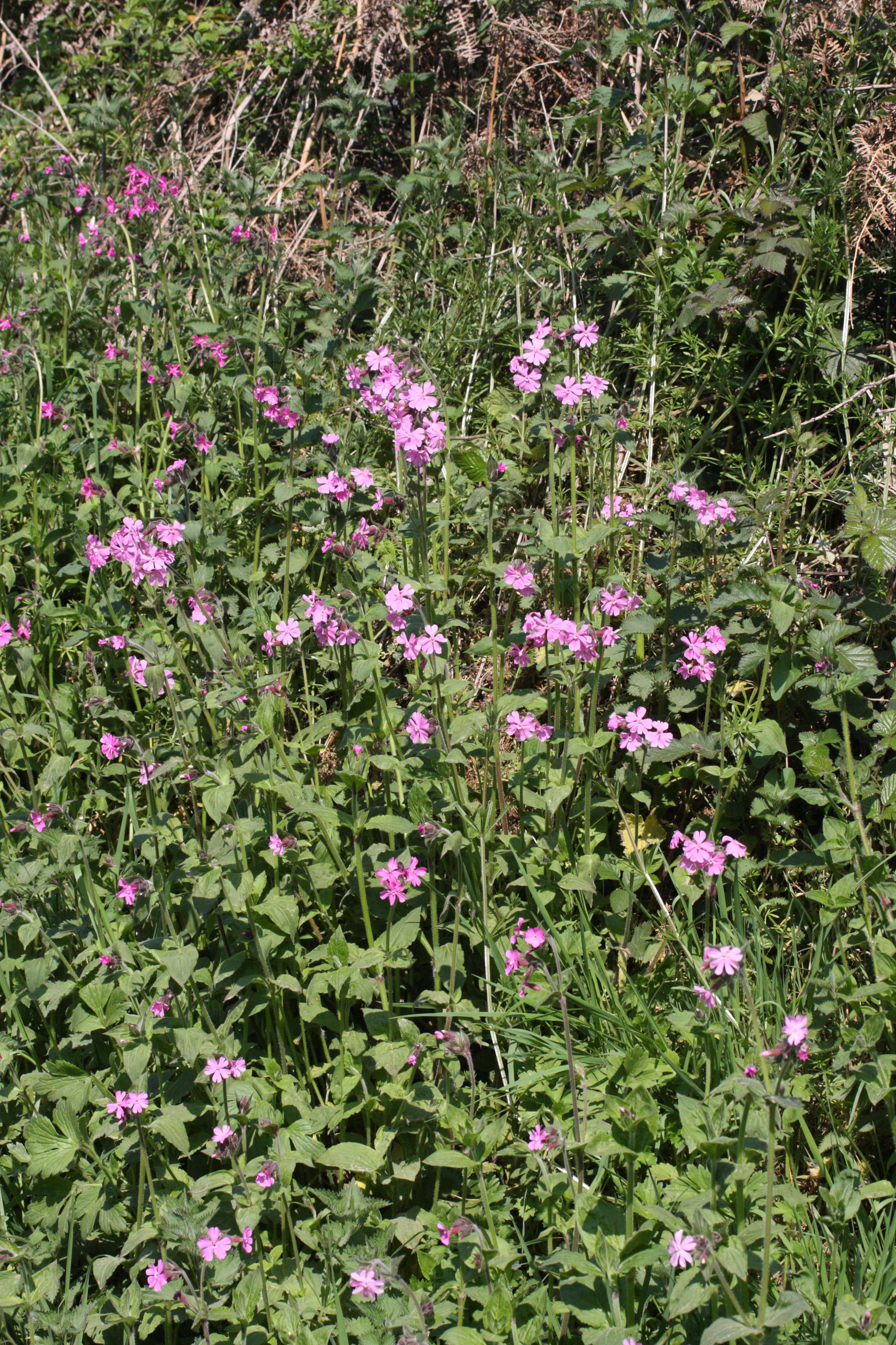 Afficher le média silene_dioica5md silene_dioica5md