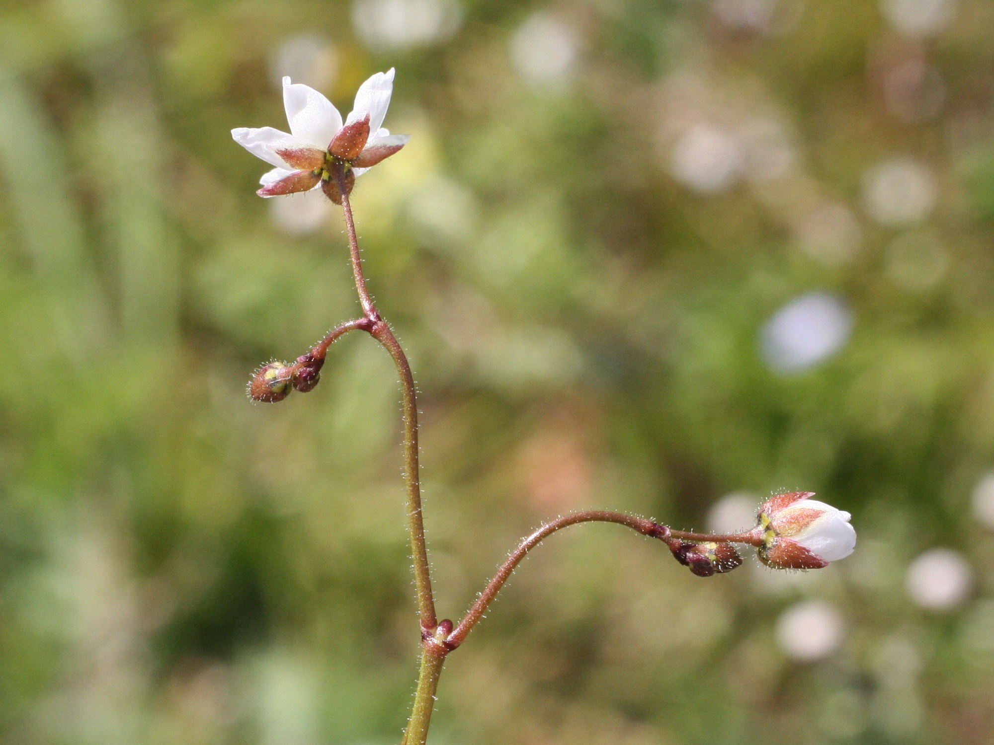 spergula_arvensis2md