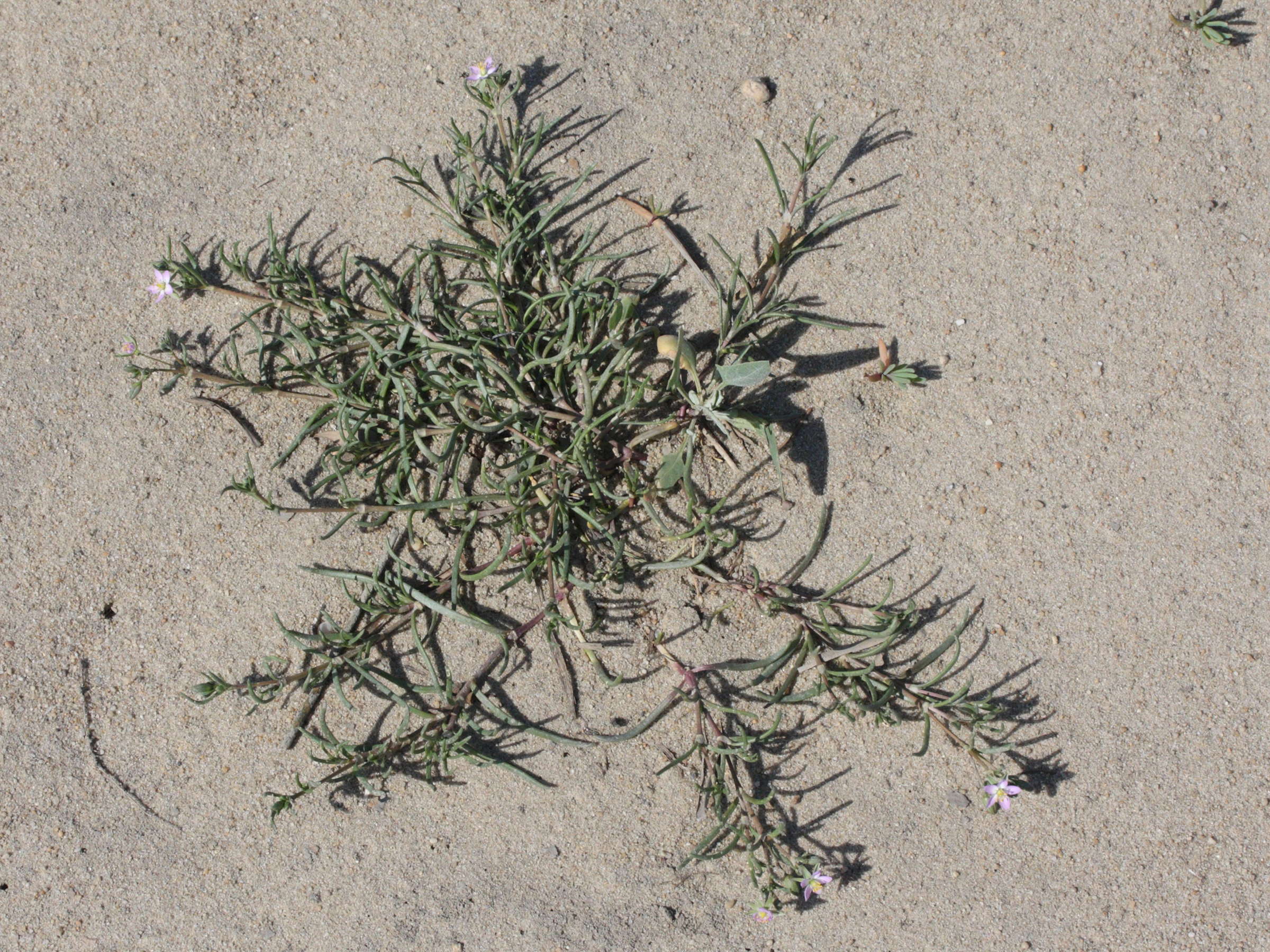 Afficher le média spergularia_marina3md spergularia_marina3md