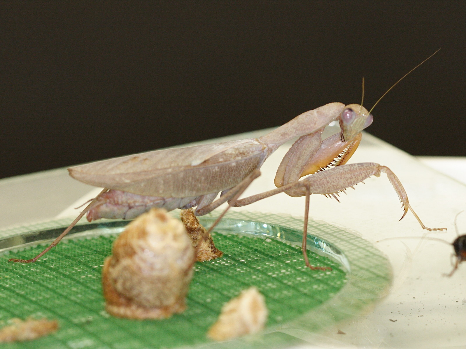 sphodromantis_lineola2md