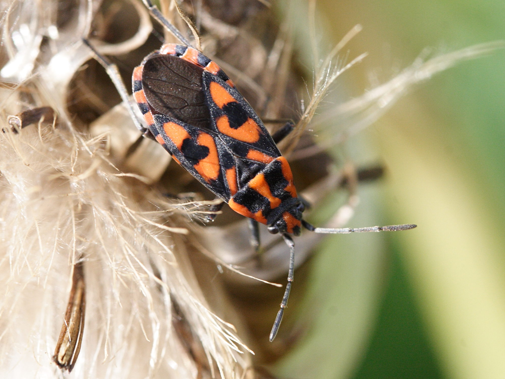 Afficher le média spilostethus_saxatilis1md spilostethus_saxatilis1md