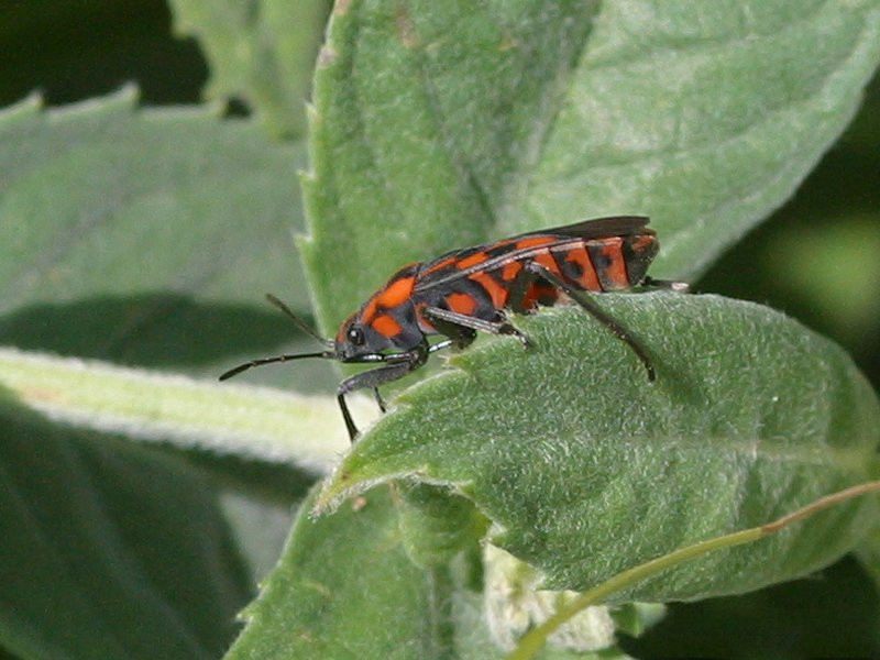 Afficher le média spilostethus_saxatilis2bd spilostethus_saxatilis2bd