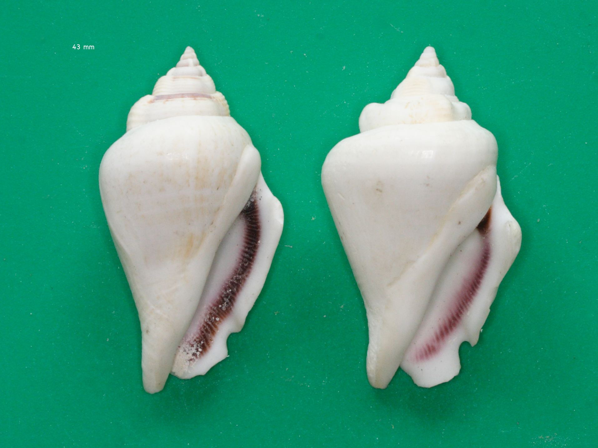 str_gibberulus_gibberulus2md