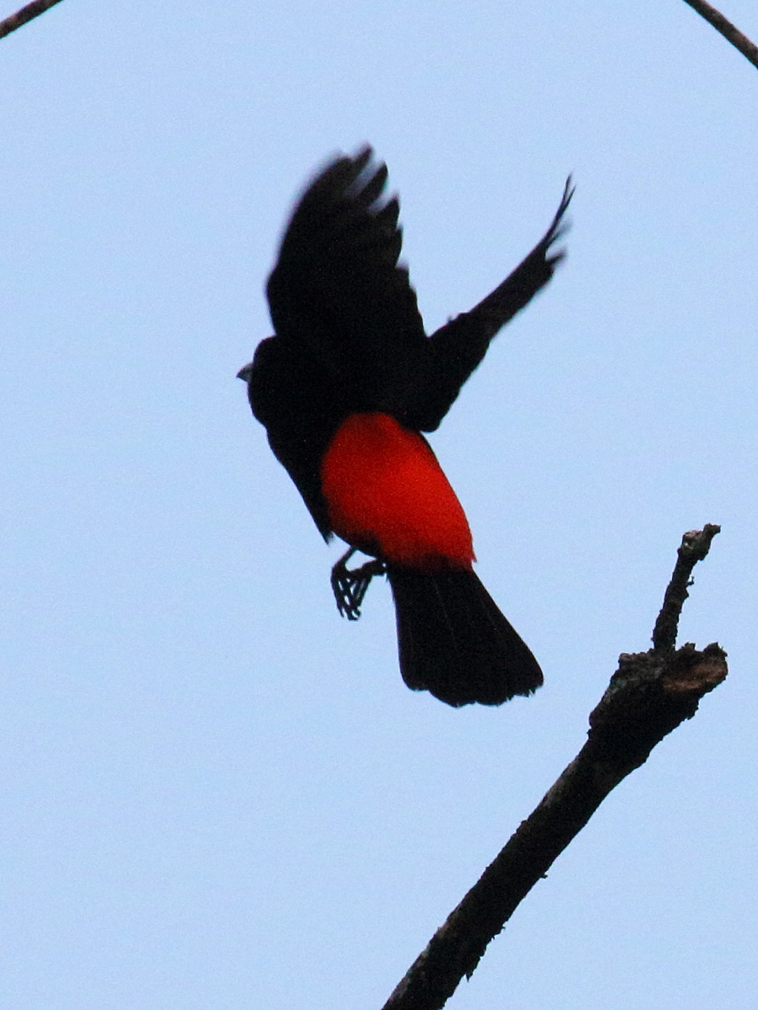 Afficher le média tangara_a_croupion_rouge_-_ramphocelus_passerinii1bd tangara_a_croupion_rouge_-_ramphocelus_passerinii1bd