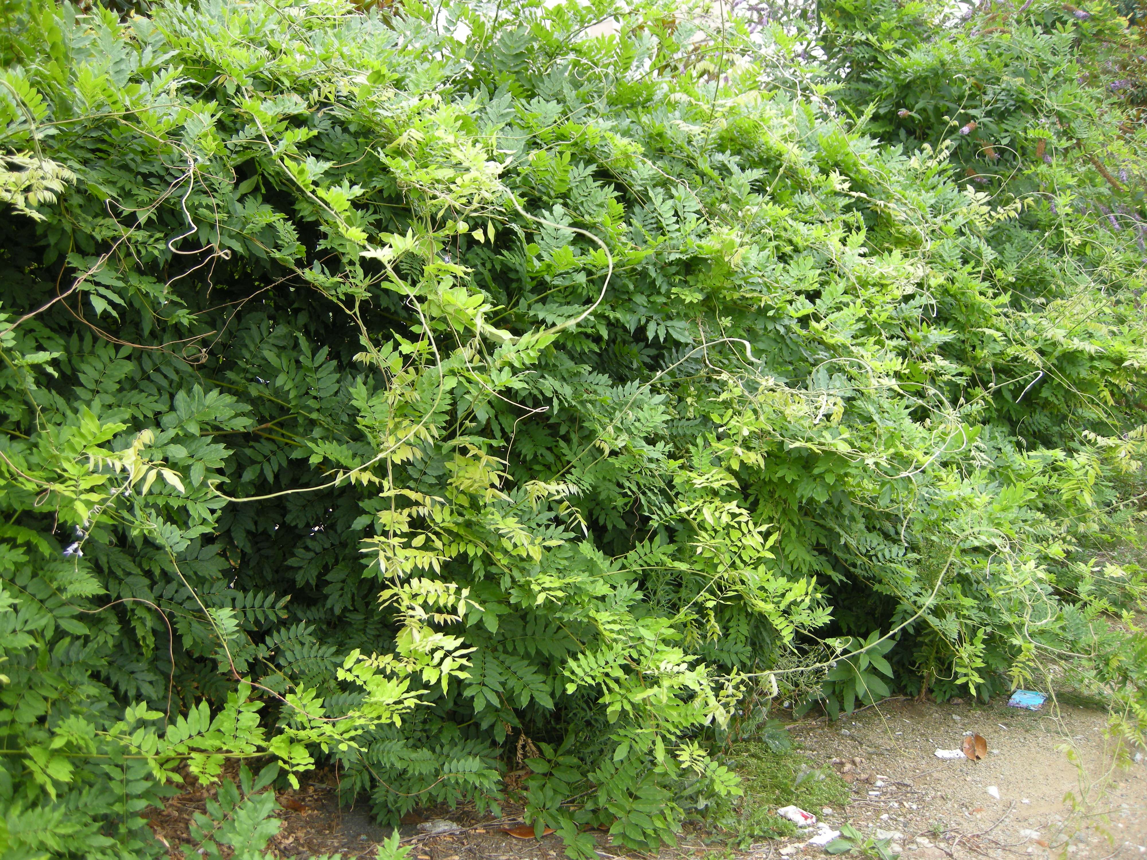 wisteria_sinensis4md