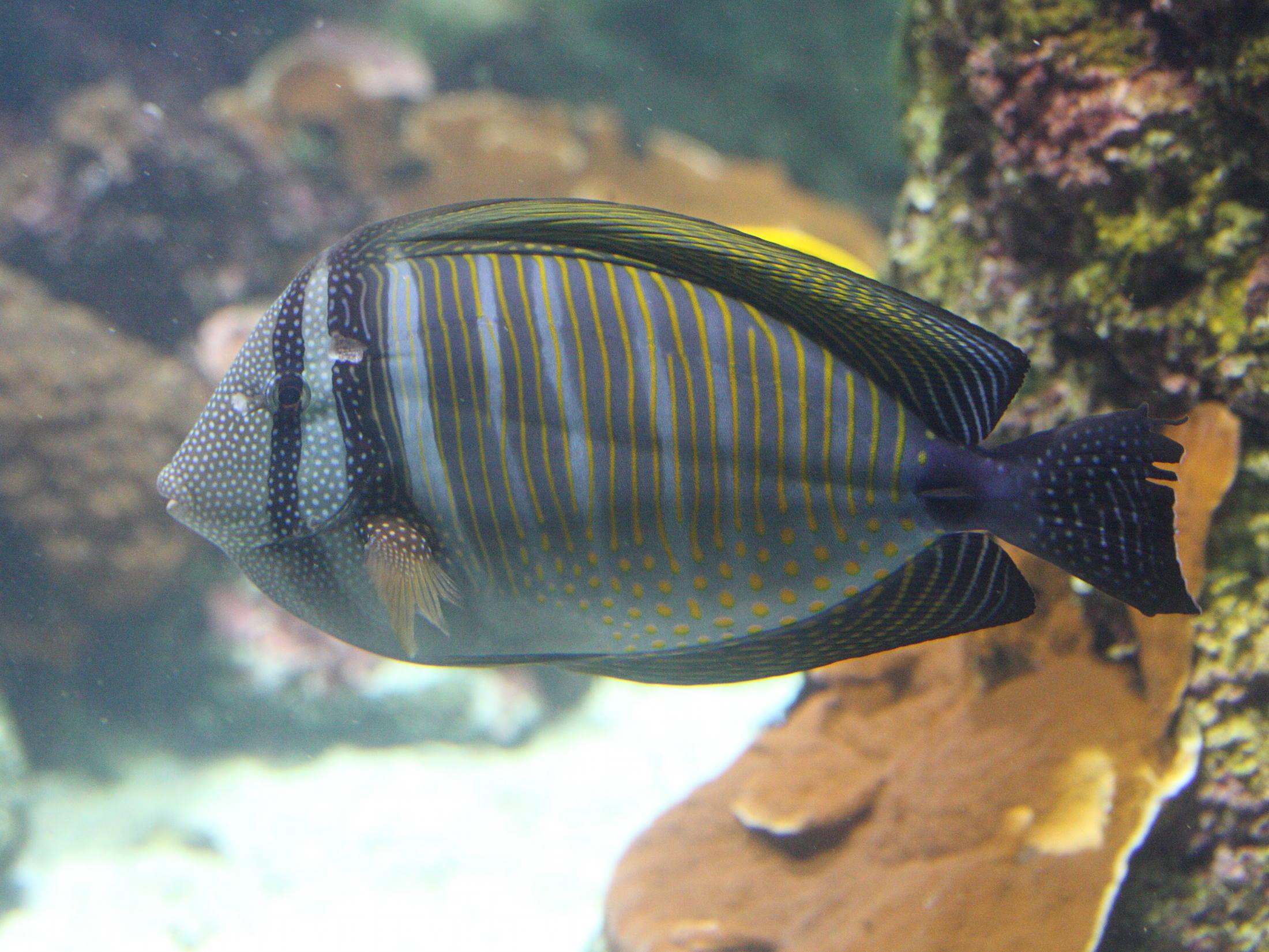 zebrasoma_veliferum1md