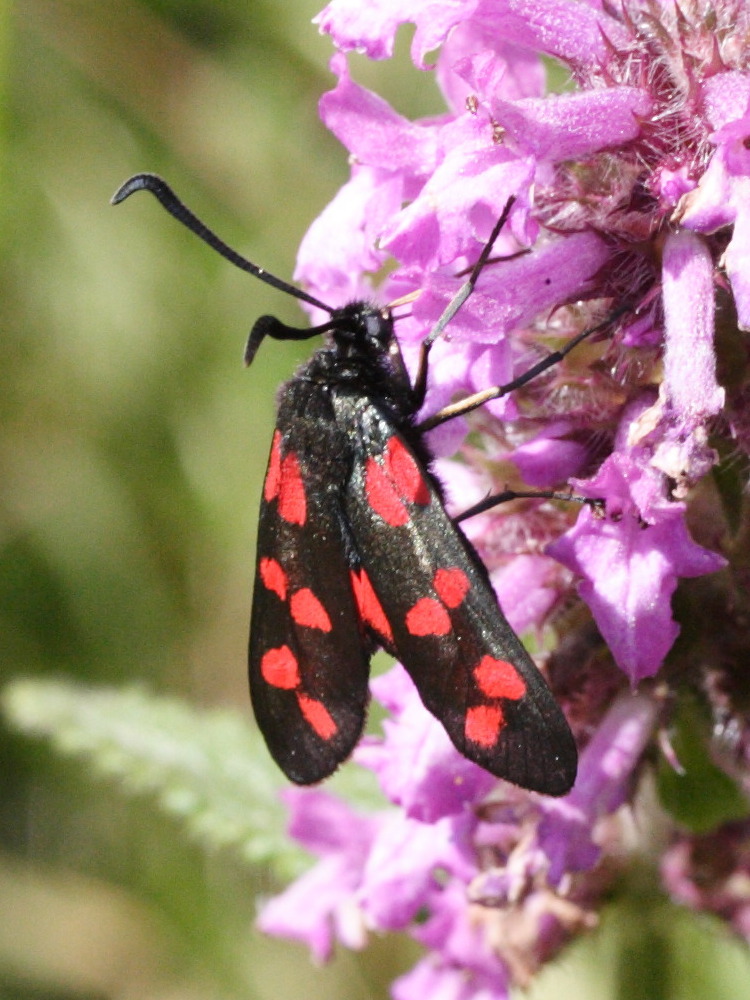zygaena_filipendulae2md
