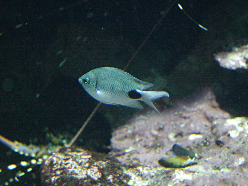 Afficher le média abudefduf_sparoides1md abudefduf_sparoides1md