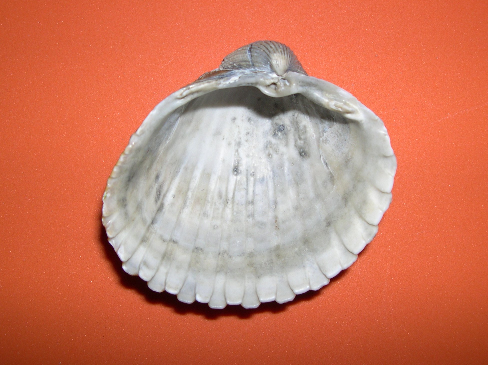 acanthocardia_tuberculata2md