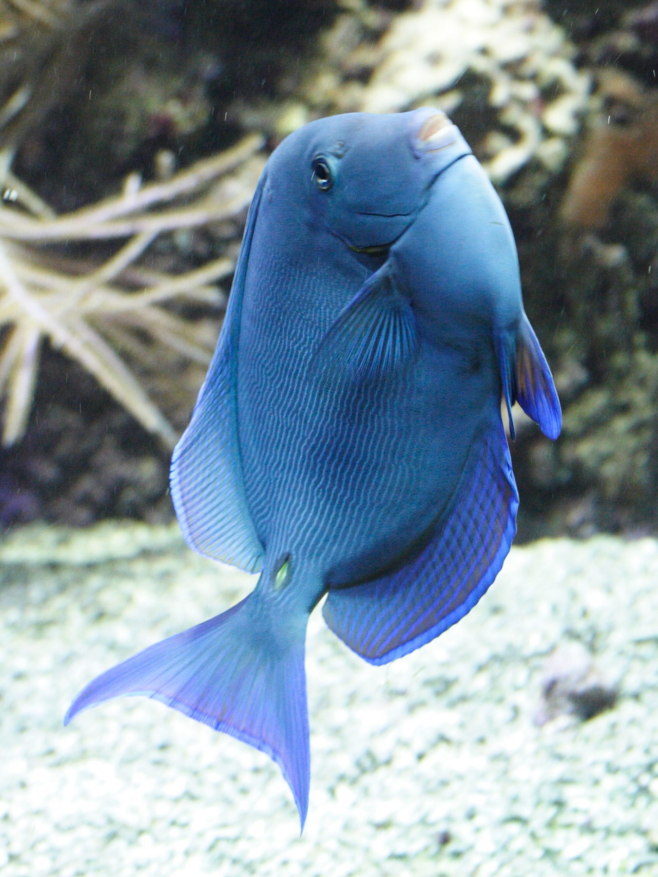 acanthurus_coeruleus1md