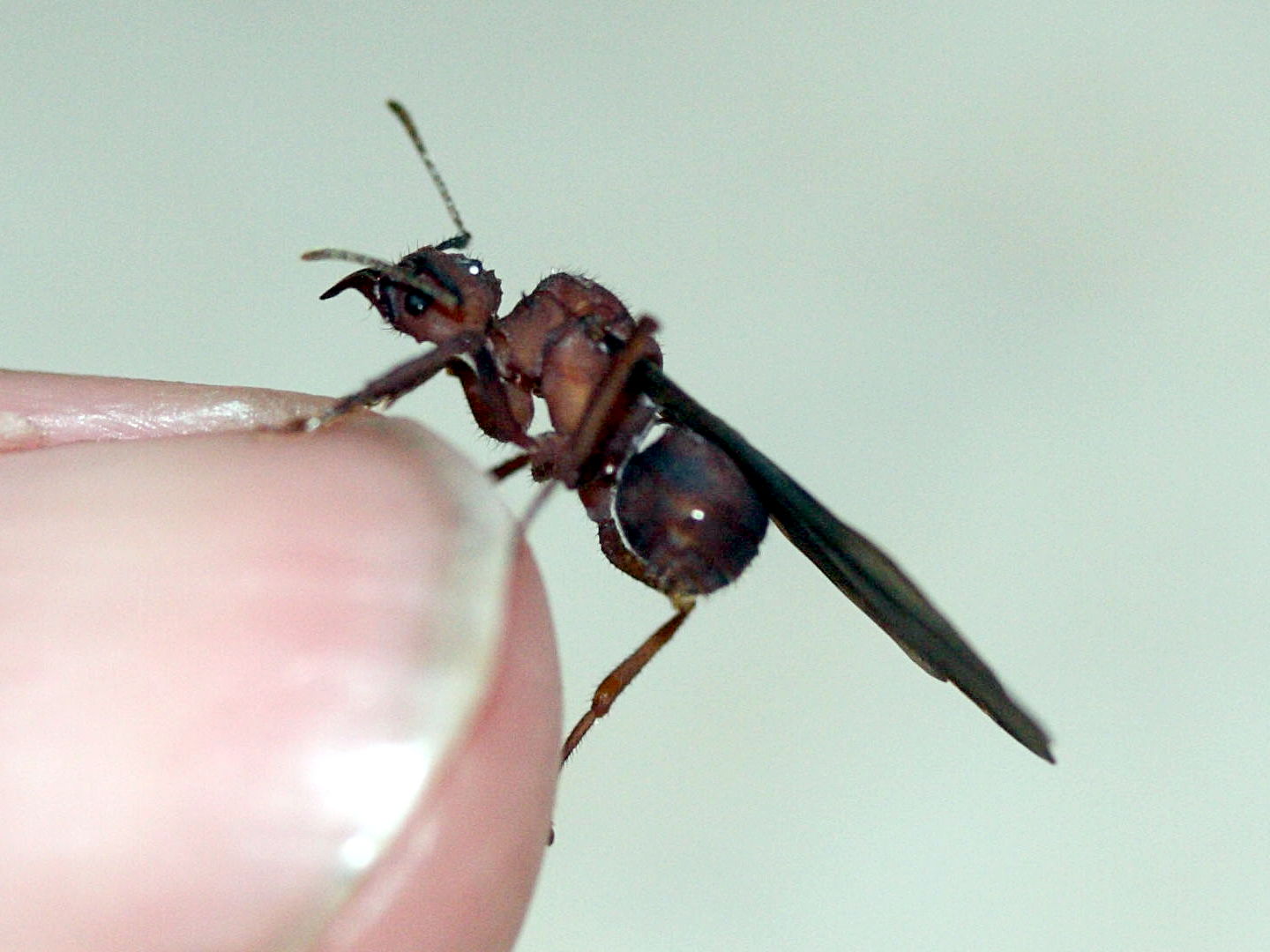 acromyrmex_octospinosus6md