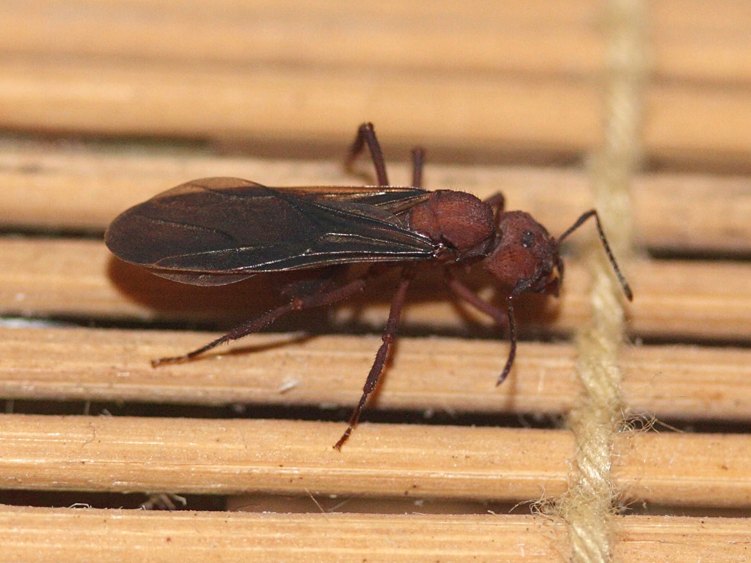 acromyrmex_octospinosus7bmd